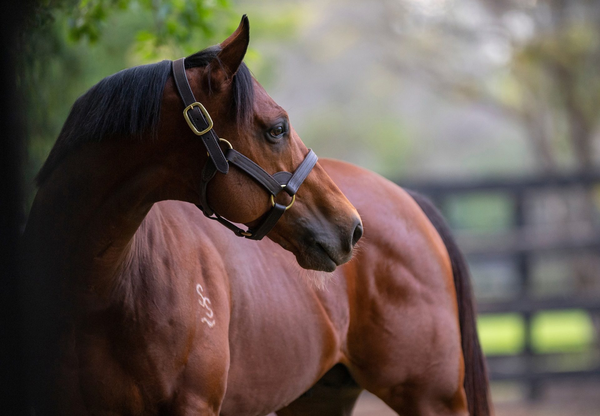 Merchant Navy Paddock