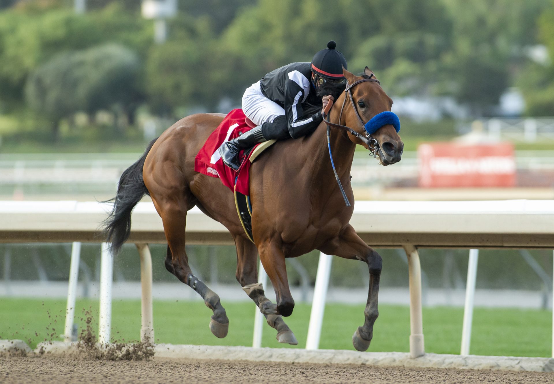 Merneith (American Pharaoh) Wins Gr.2 Santa Monica Stakes at Santa Anita