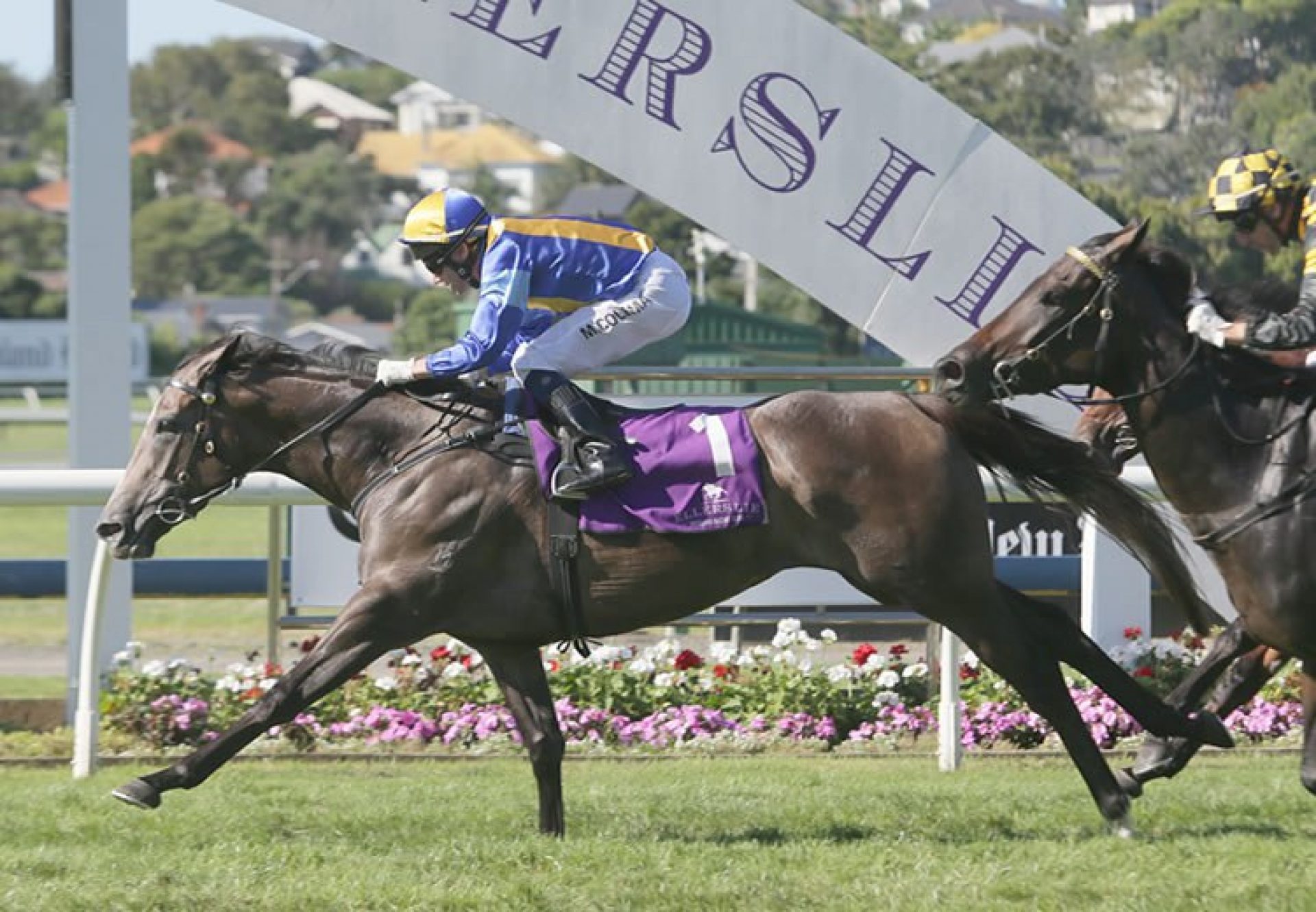 Mime (Mastercraftsman) winning the McKee Family Sunline Vase at Ellerslie