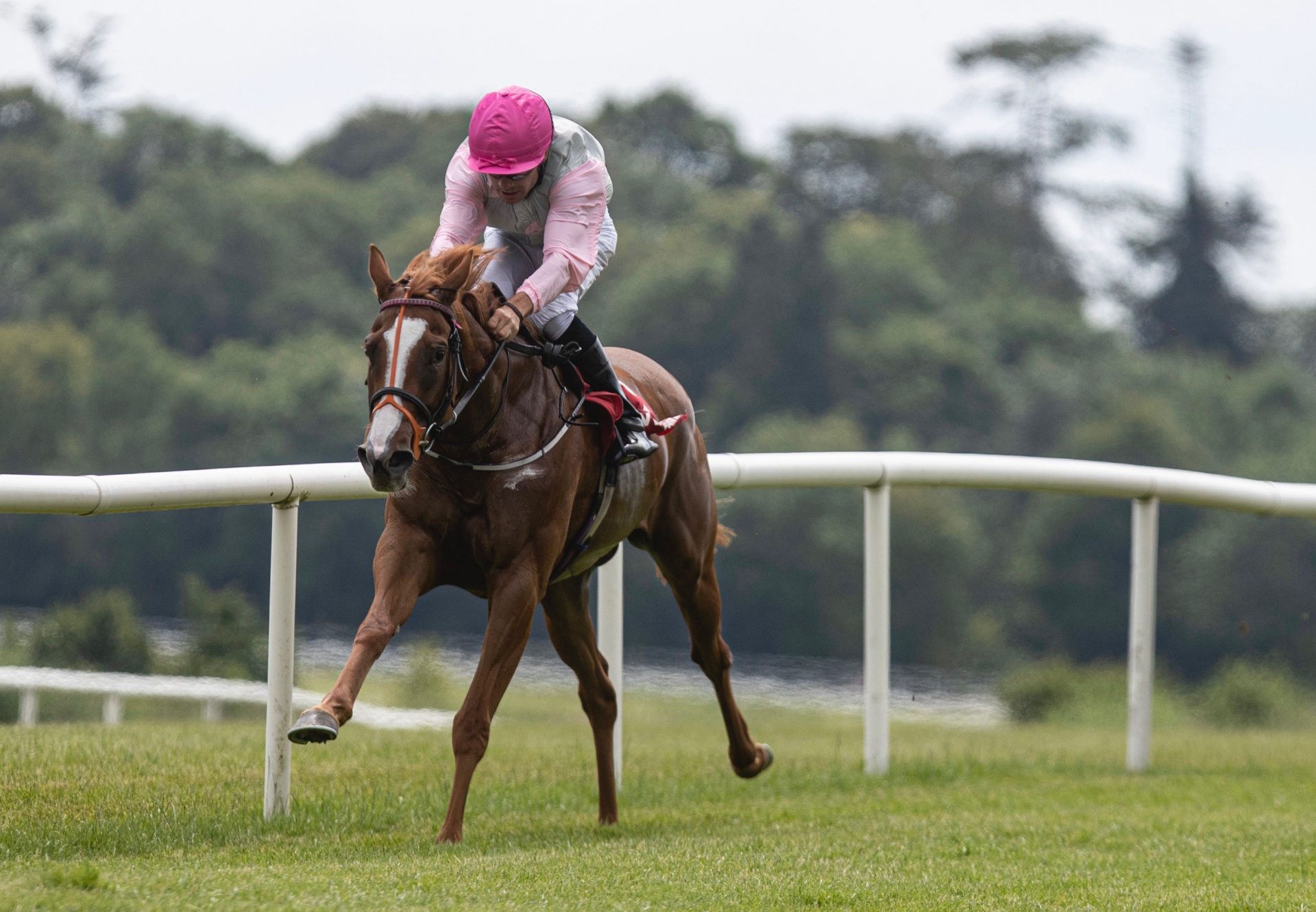 Miramis (The Gurkha) wins her maiden at Gowran Park