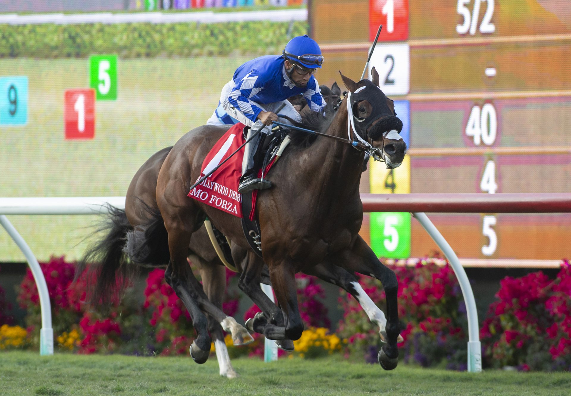Mo Forza (Uncle Mo) Winning G1 Hollywood Derby