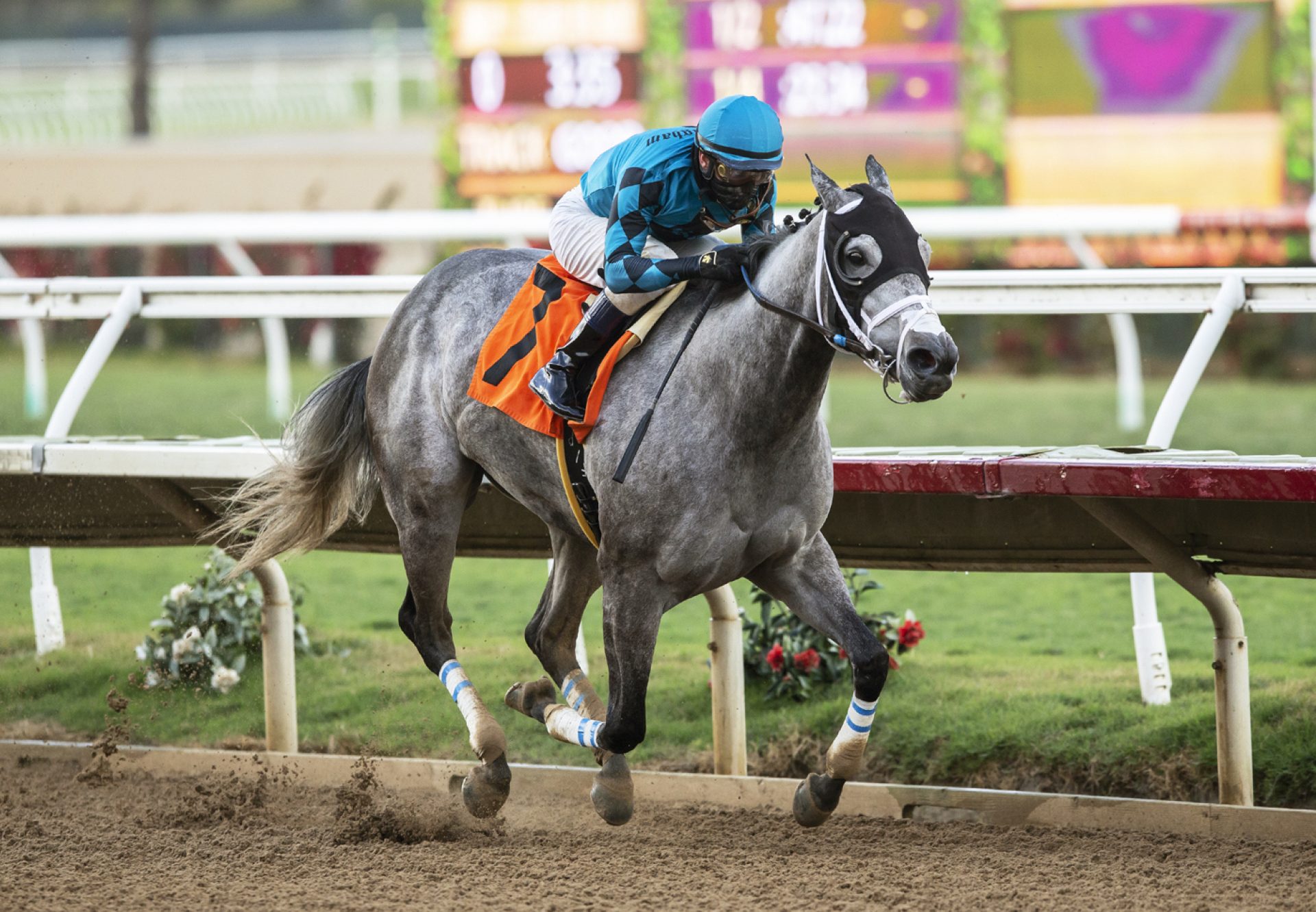 Mo See Cal (Uncle Mo) wins the Betty Grable Stakes at Del Mar