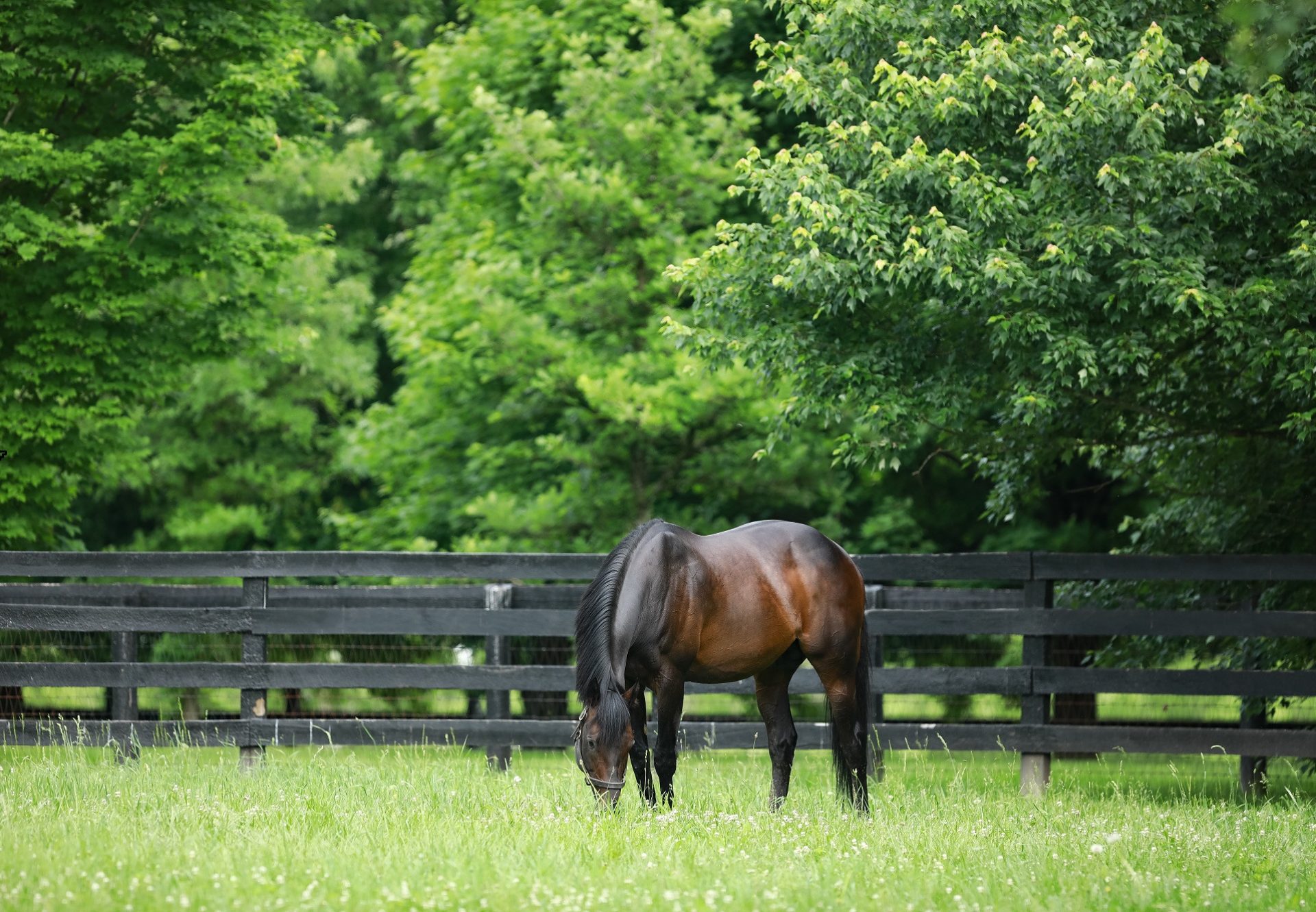 Mo Town Paddock