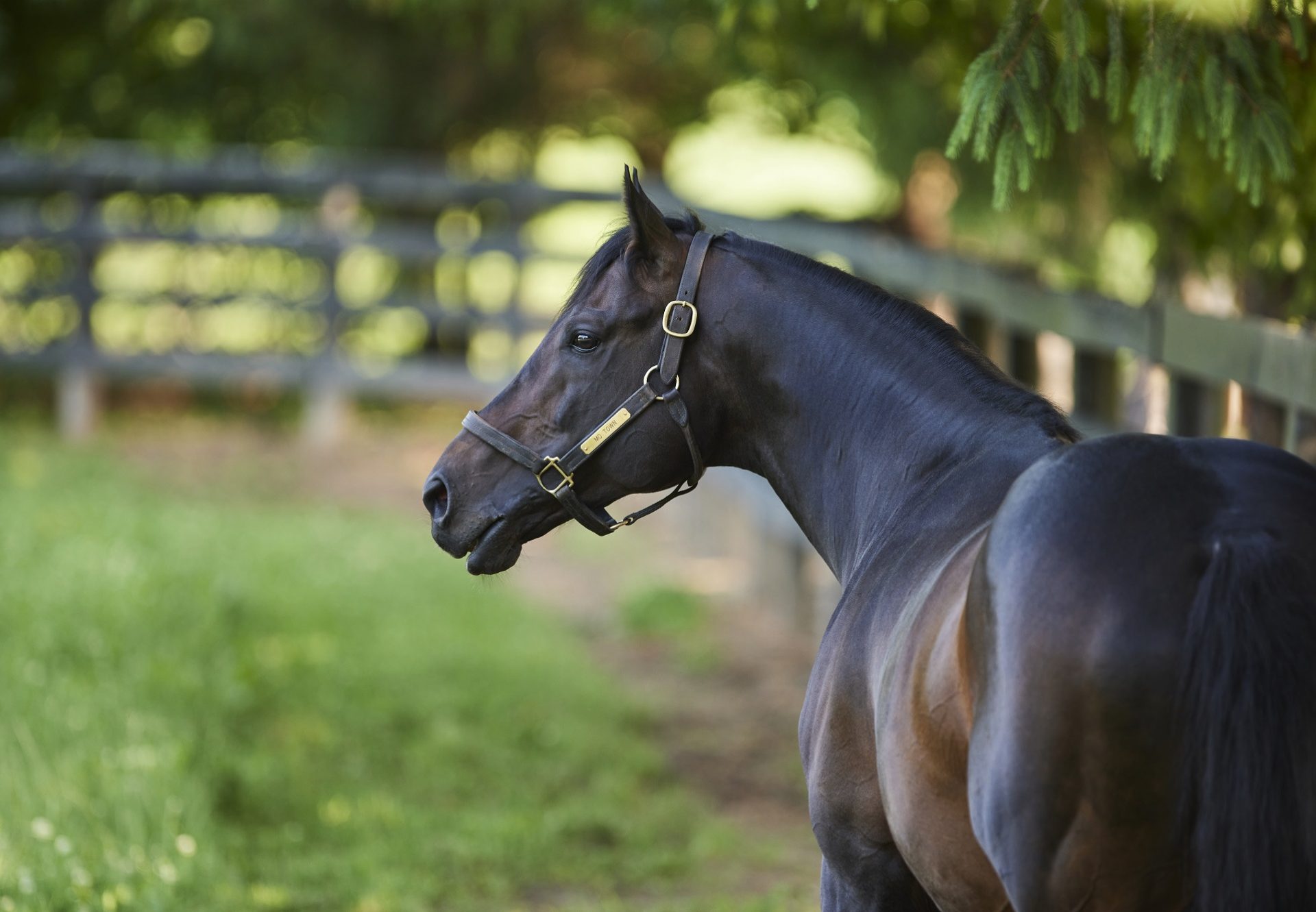 Mo Town Paddock