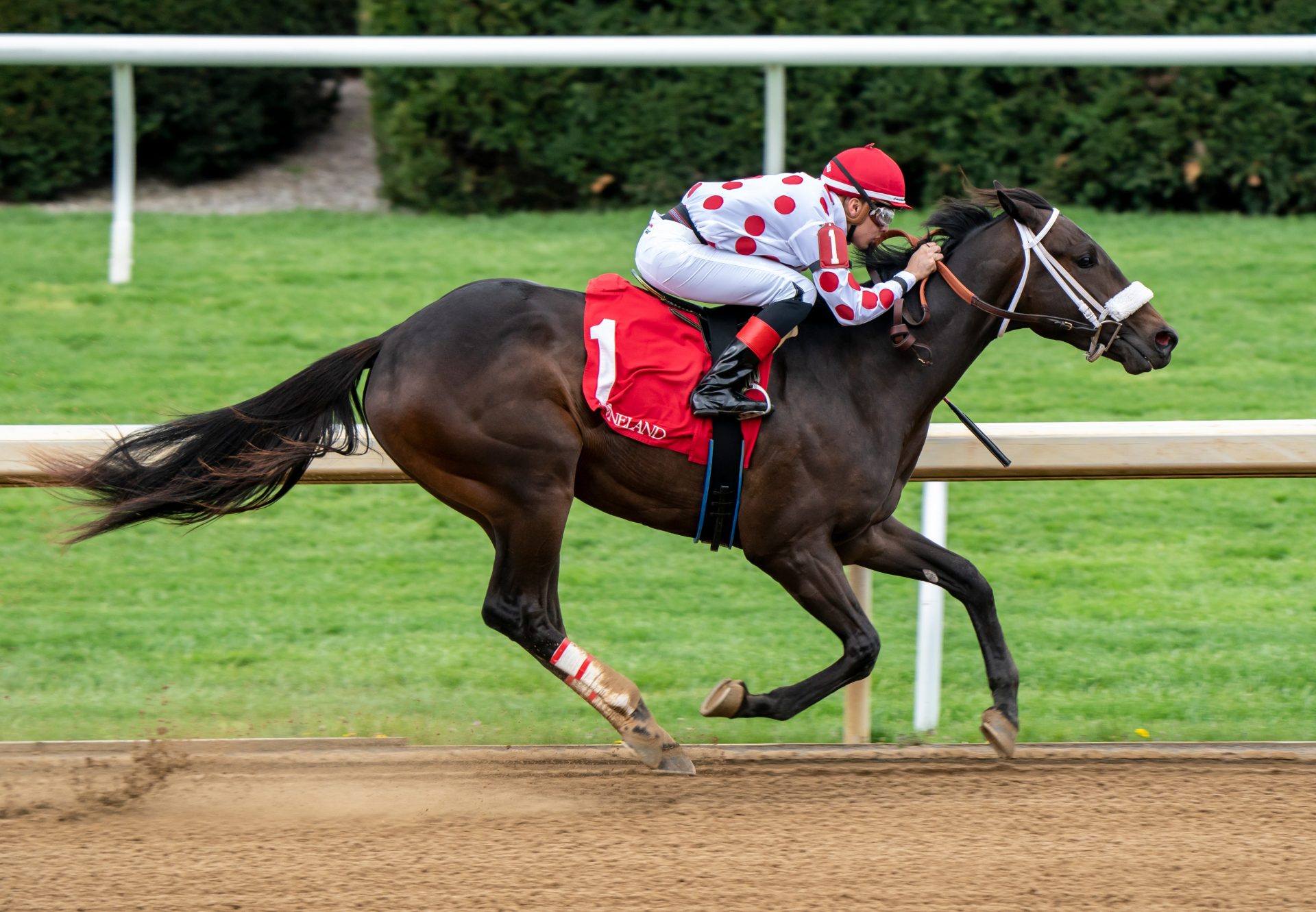 Mr. Gordy (Mo Town) winning Keeneland MSW