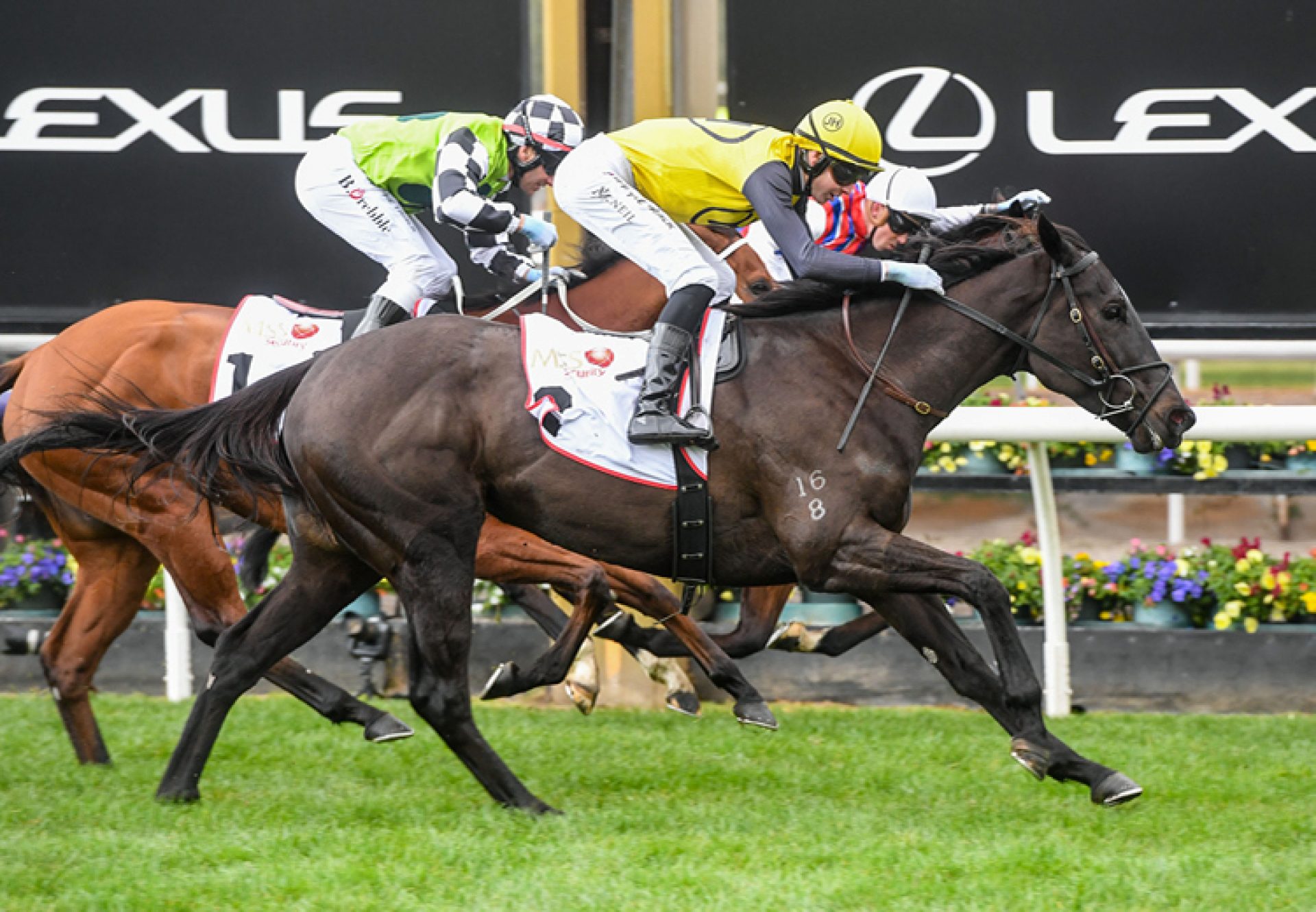 My Yankee Girl (American Pharoah) winning at Flemington