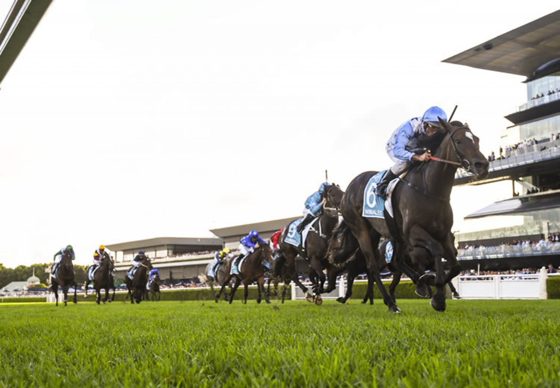 Nimalee (So You Think) winning the Queen Of The Turf at Randwick