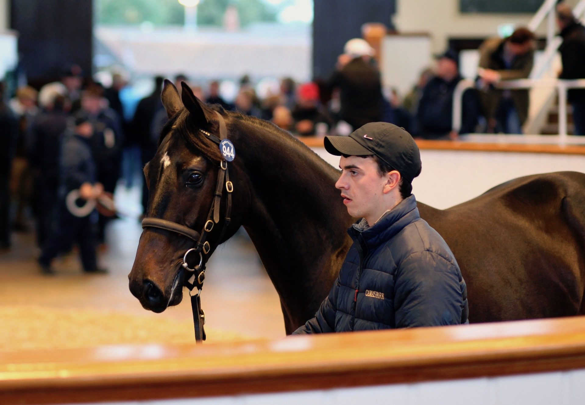 No Nay Never Colt Ex Seatone selling at Tattersalls Book 2 for 450,000gns