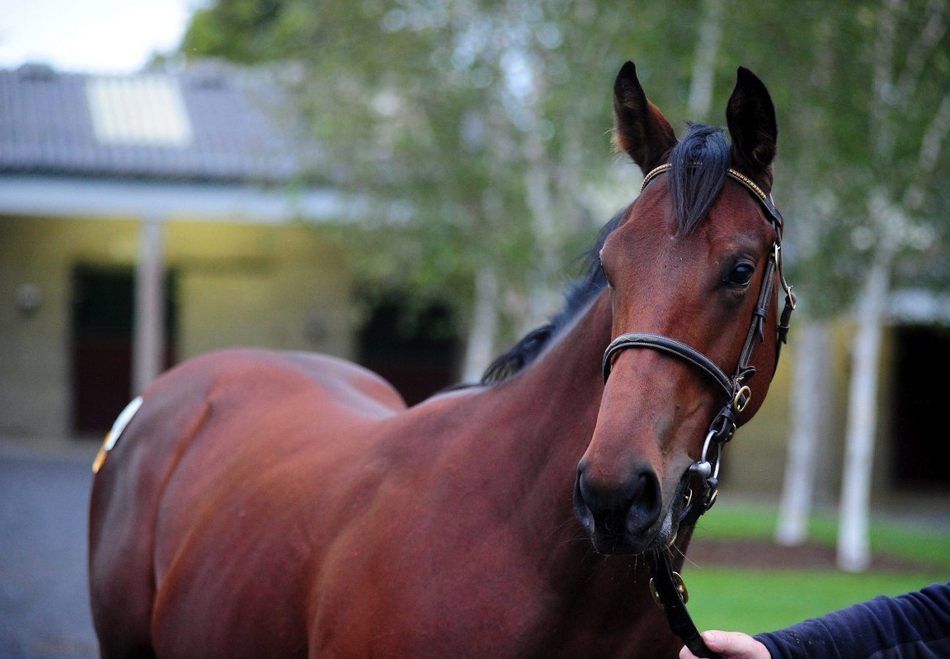 No Nay Never Colt Tops September Yearling Sale