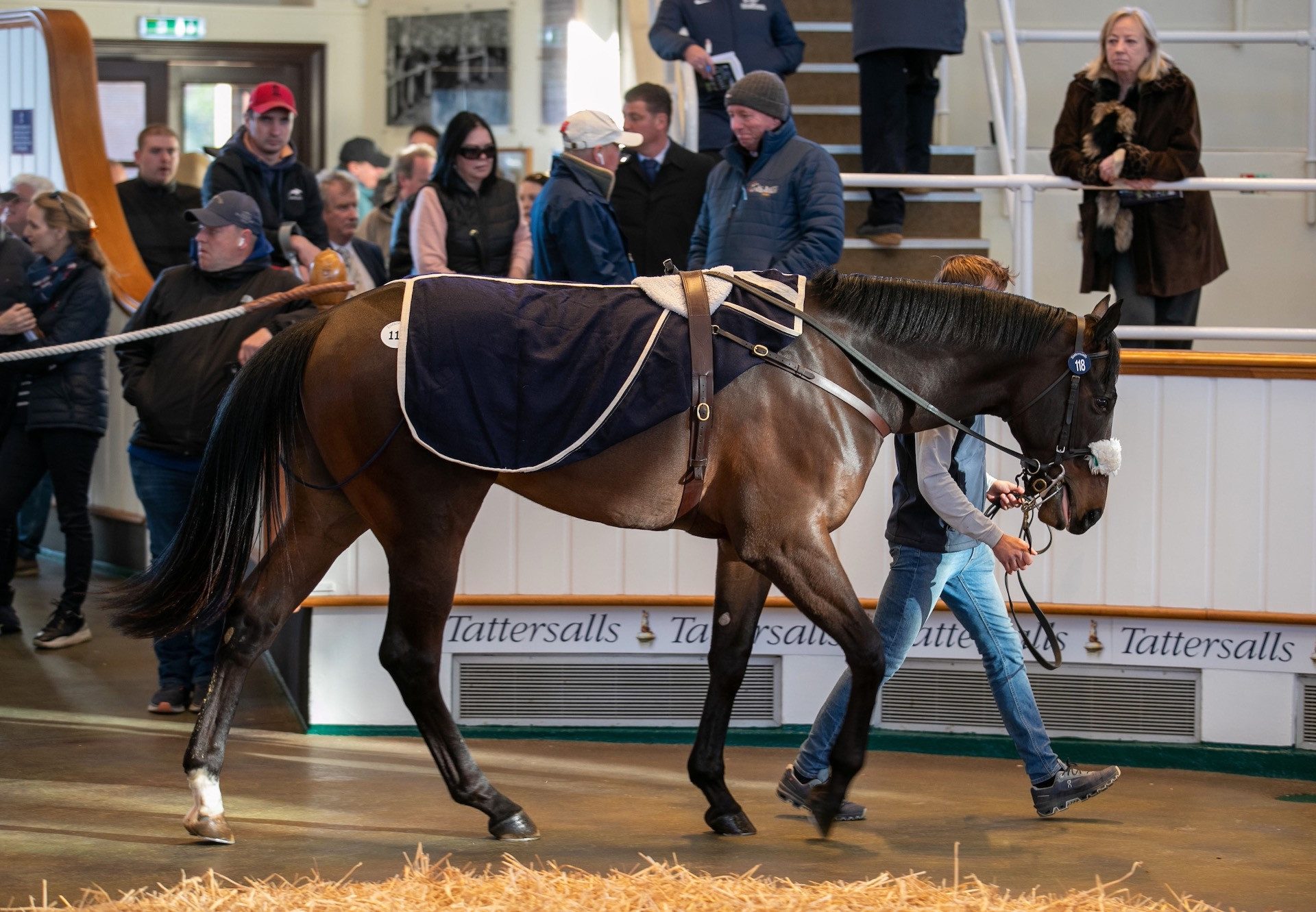 No Nay Never X Catch The Eye colt selling for 340,000gns at the Craven Sale