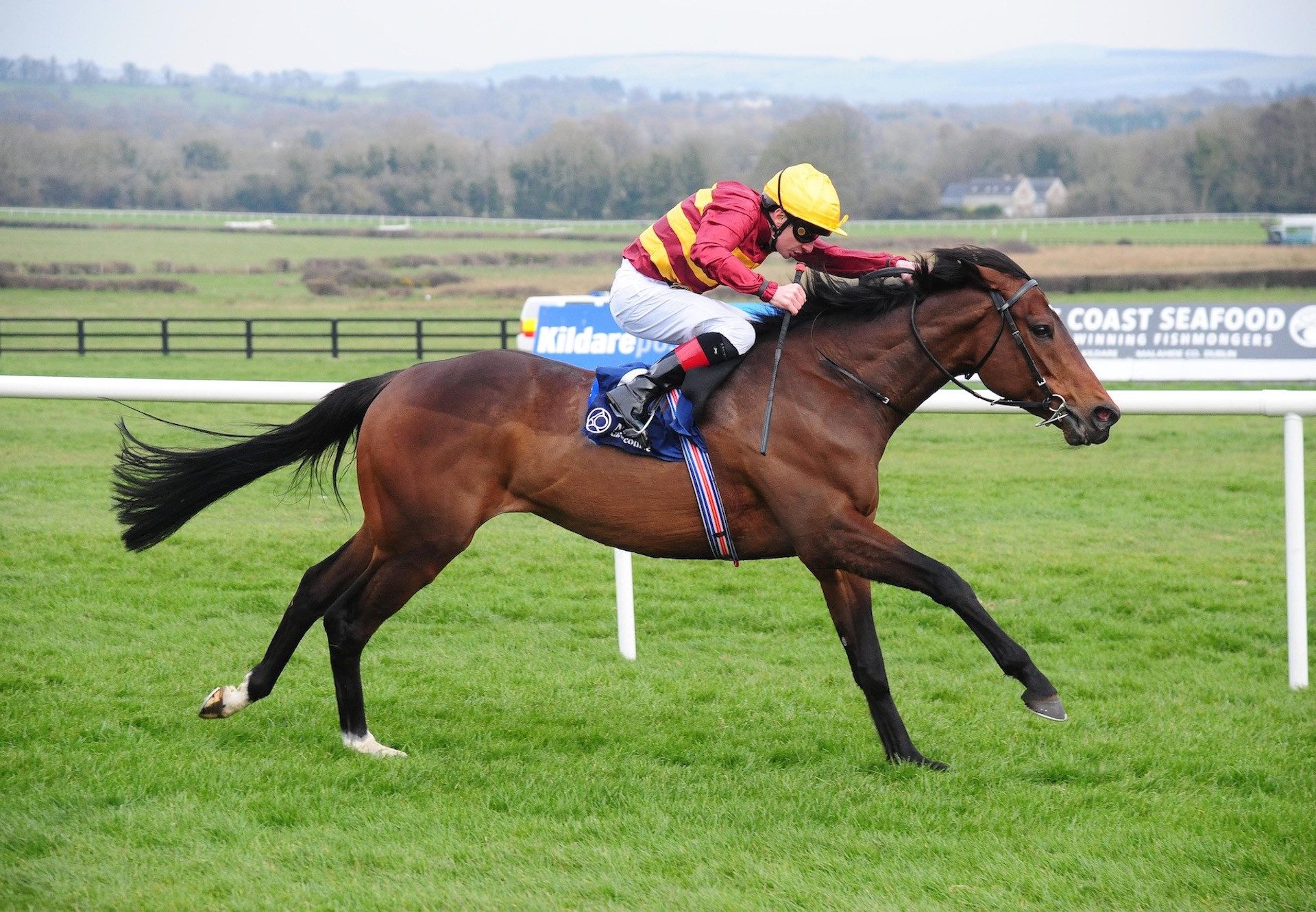 Numerian (Holy Roman Emperor) Wins The Listed Devoy Stakes at Naas