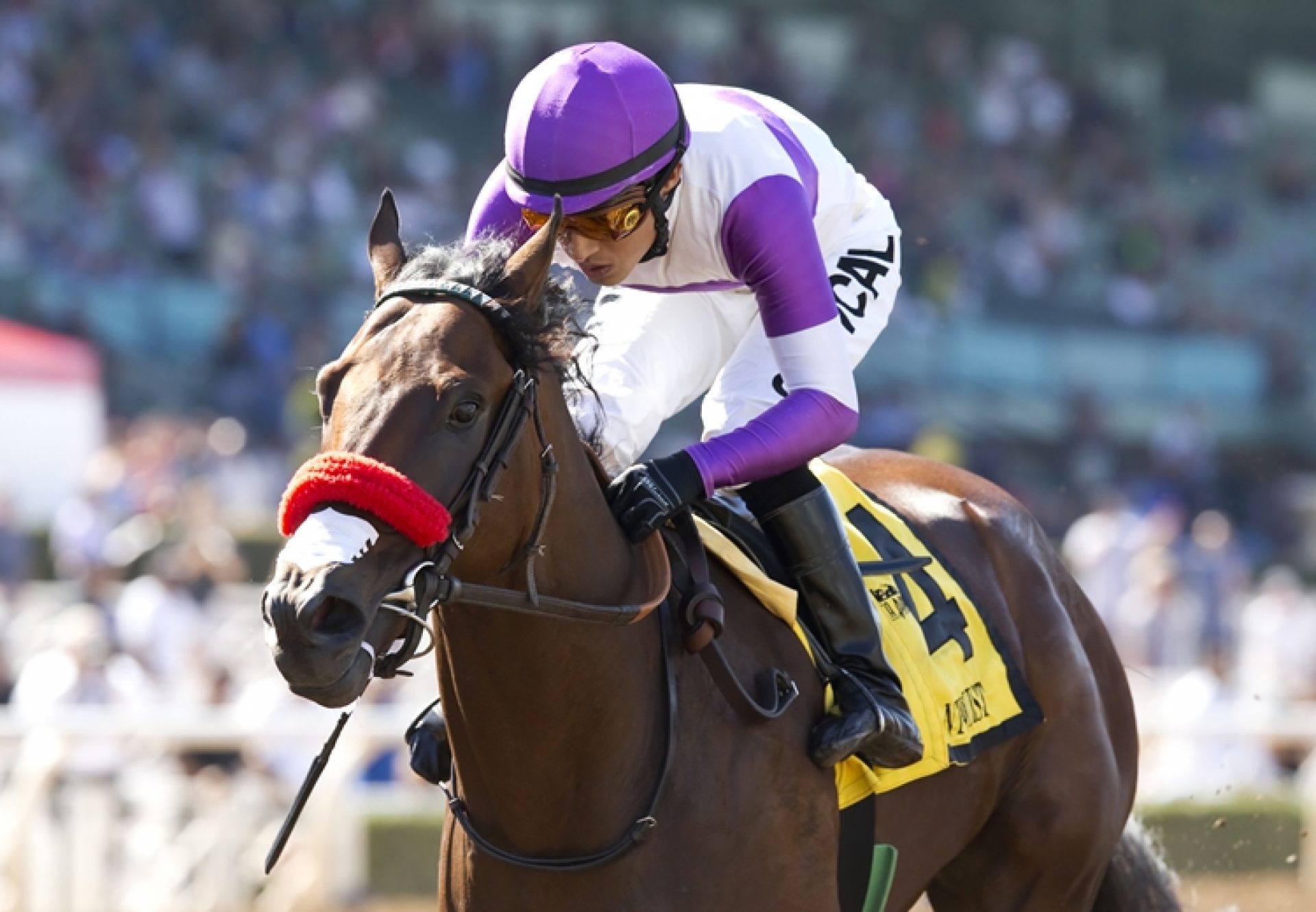 Nyquist (Uncle Mo) winning the Front Runner Stakes