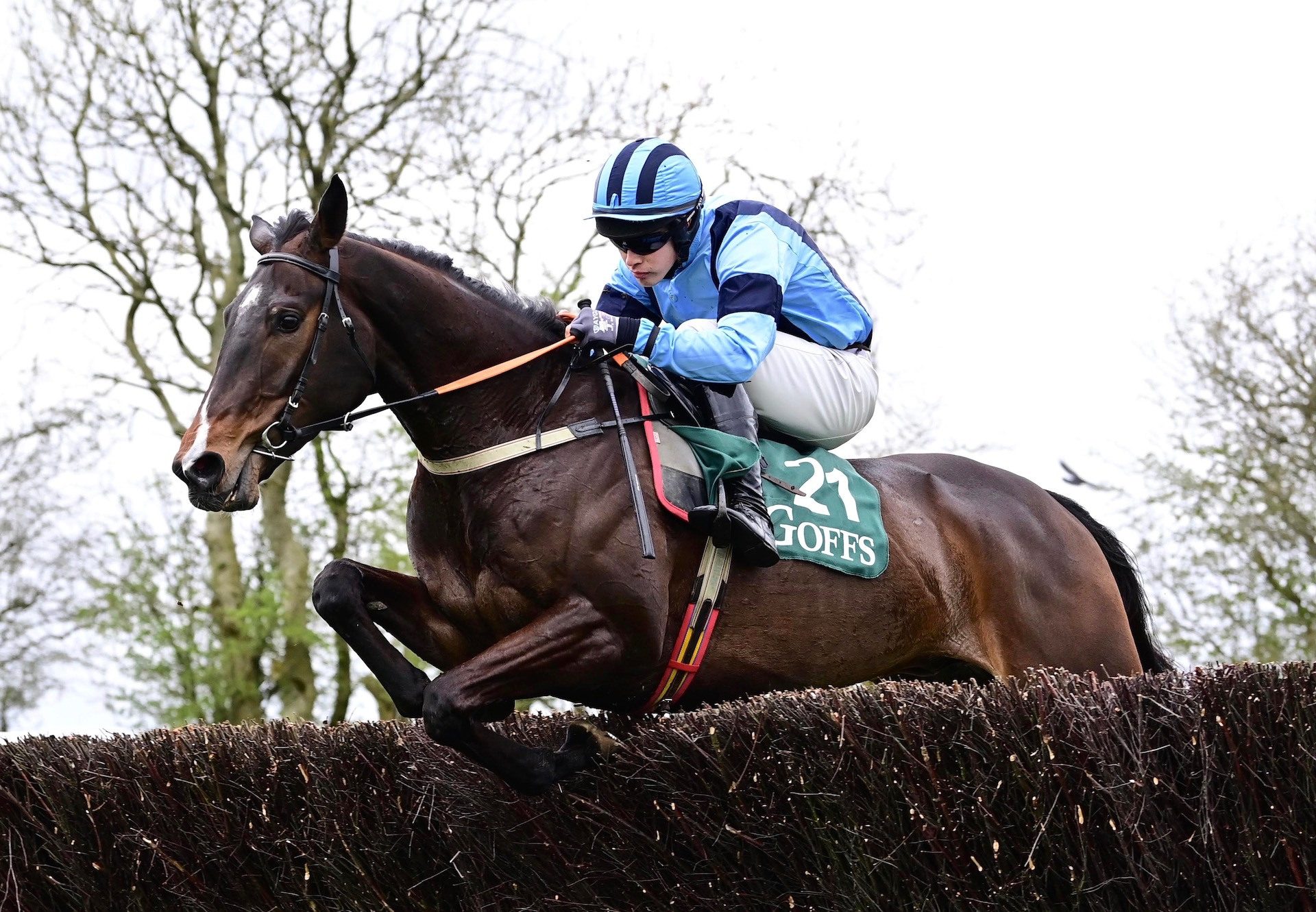 Oak Grove (Soldier Of Fortune) Wins The 4YO Maiden At Oldcastle