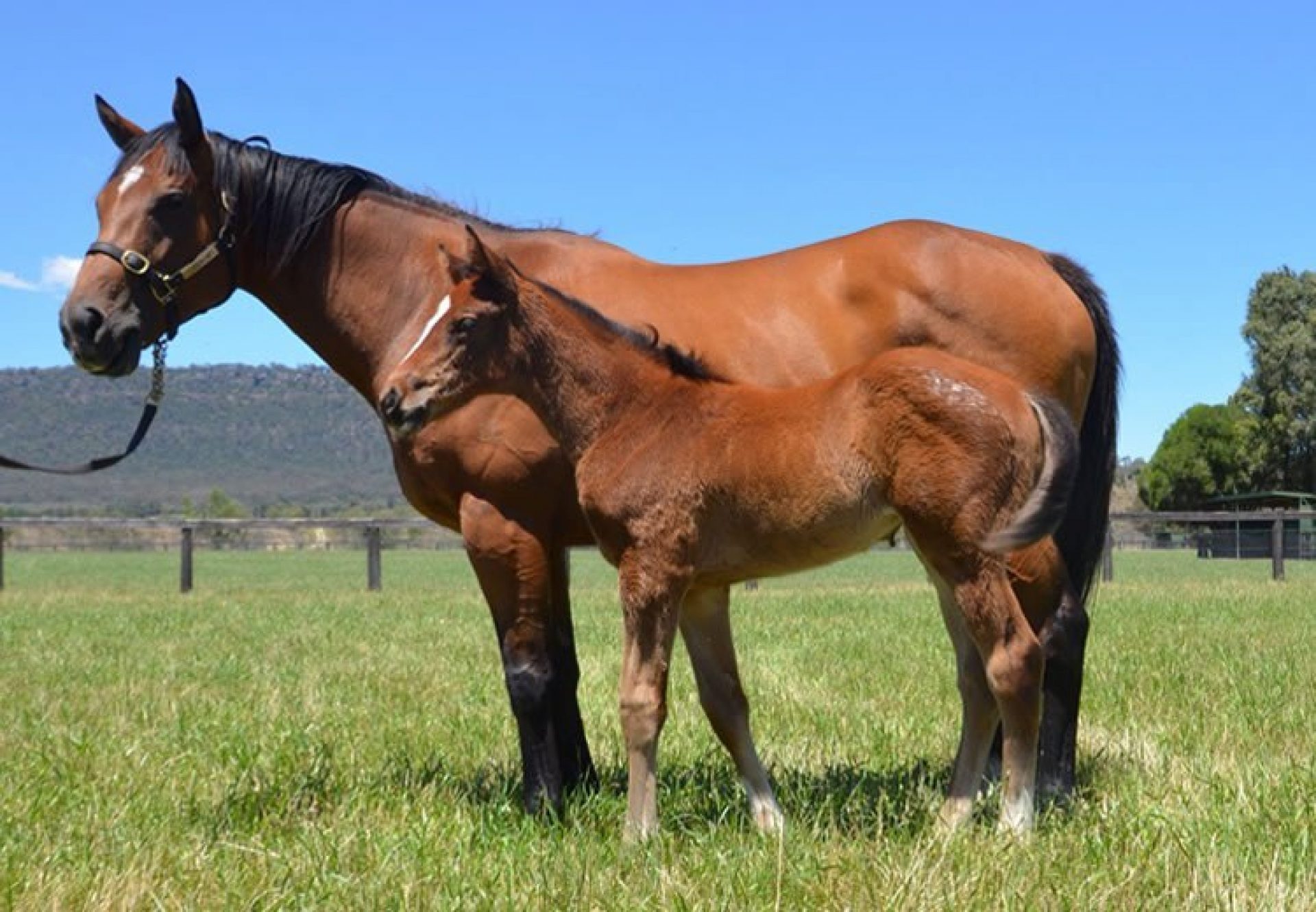 Omei Sword (High Chaparral) pictured as a foal