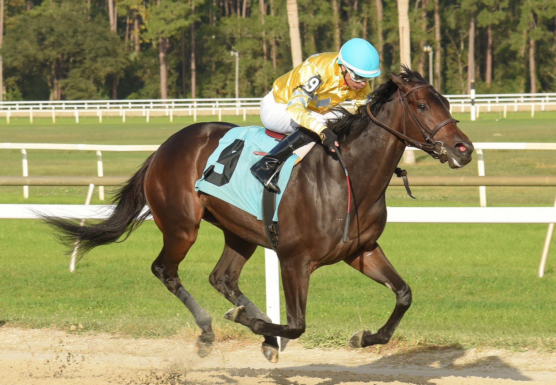 Opus Forty Two (Mendelssohn) Wins Tampa MSW