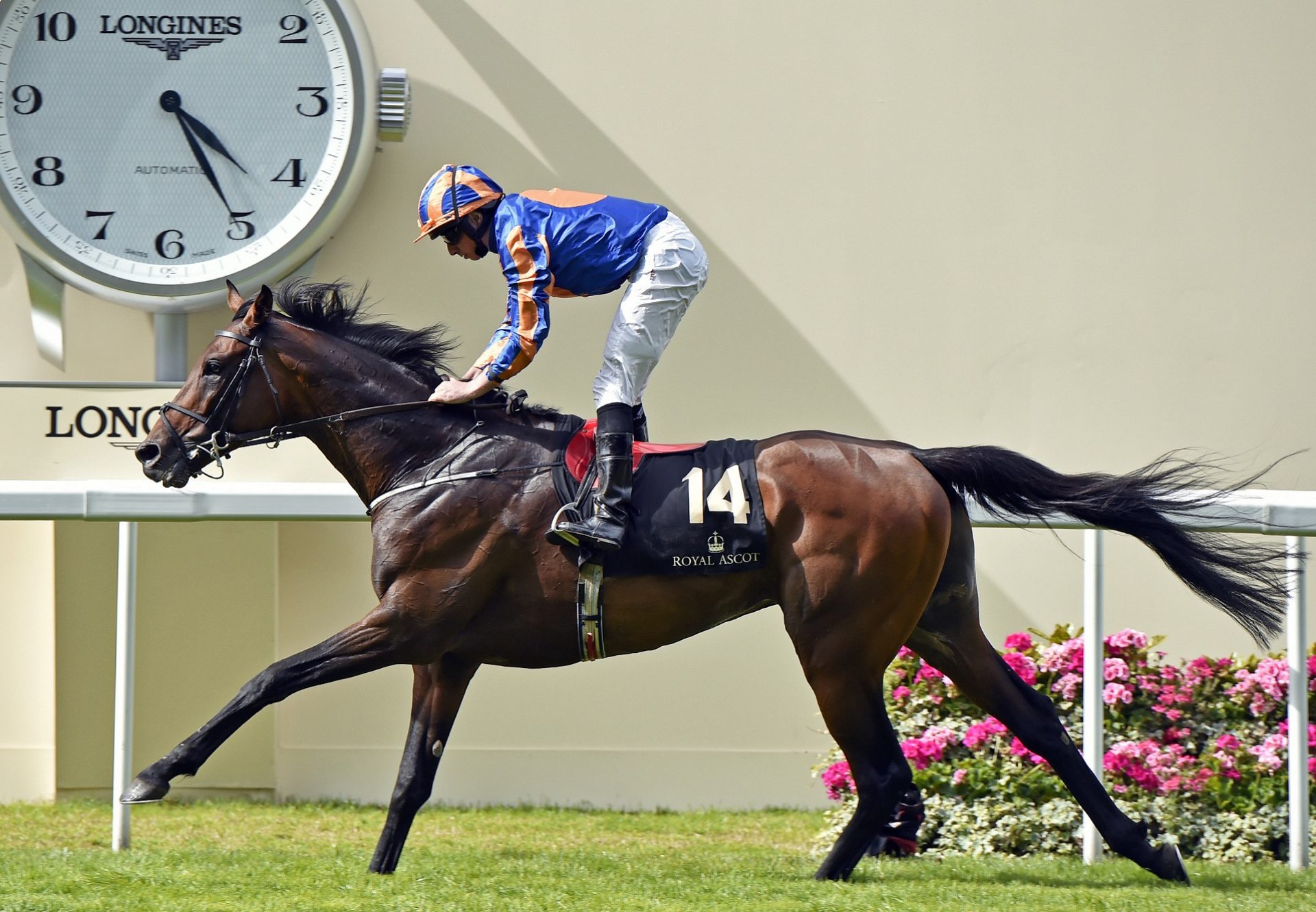 Order Of St George Gold Cup
