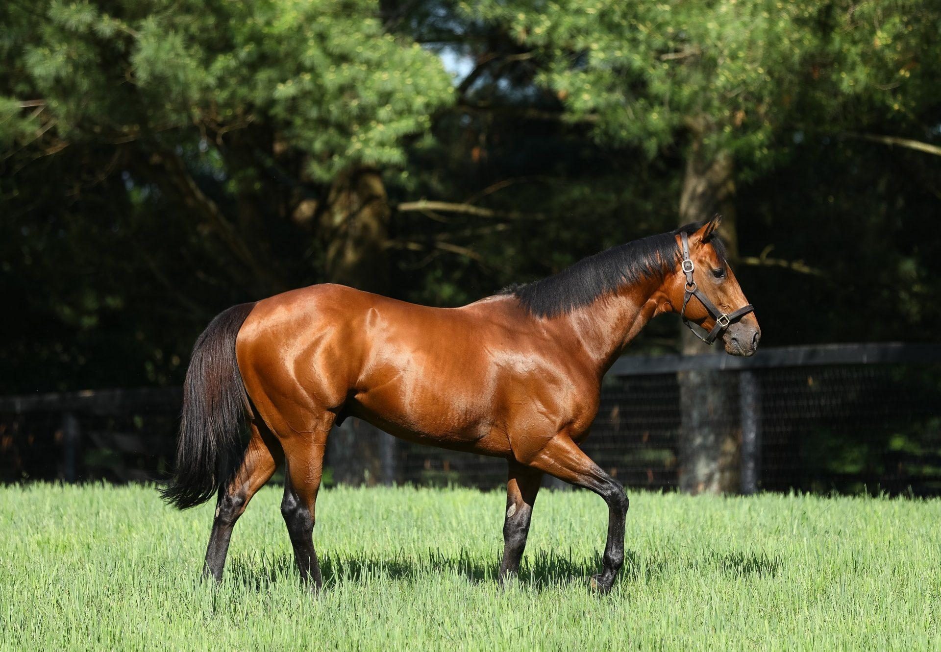 Practical Joke paddock shot