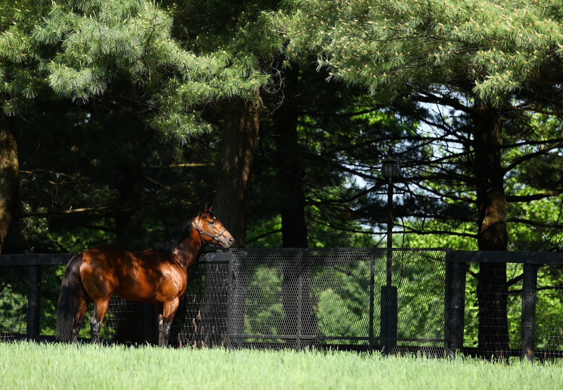 Practical Joke paddock