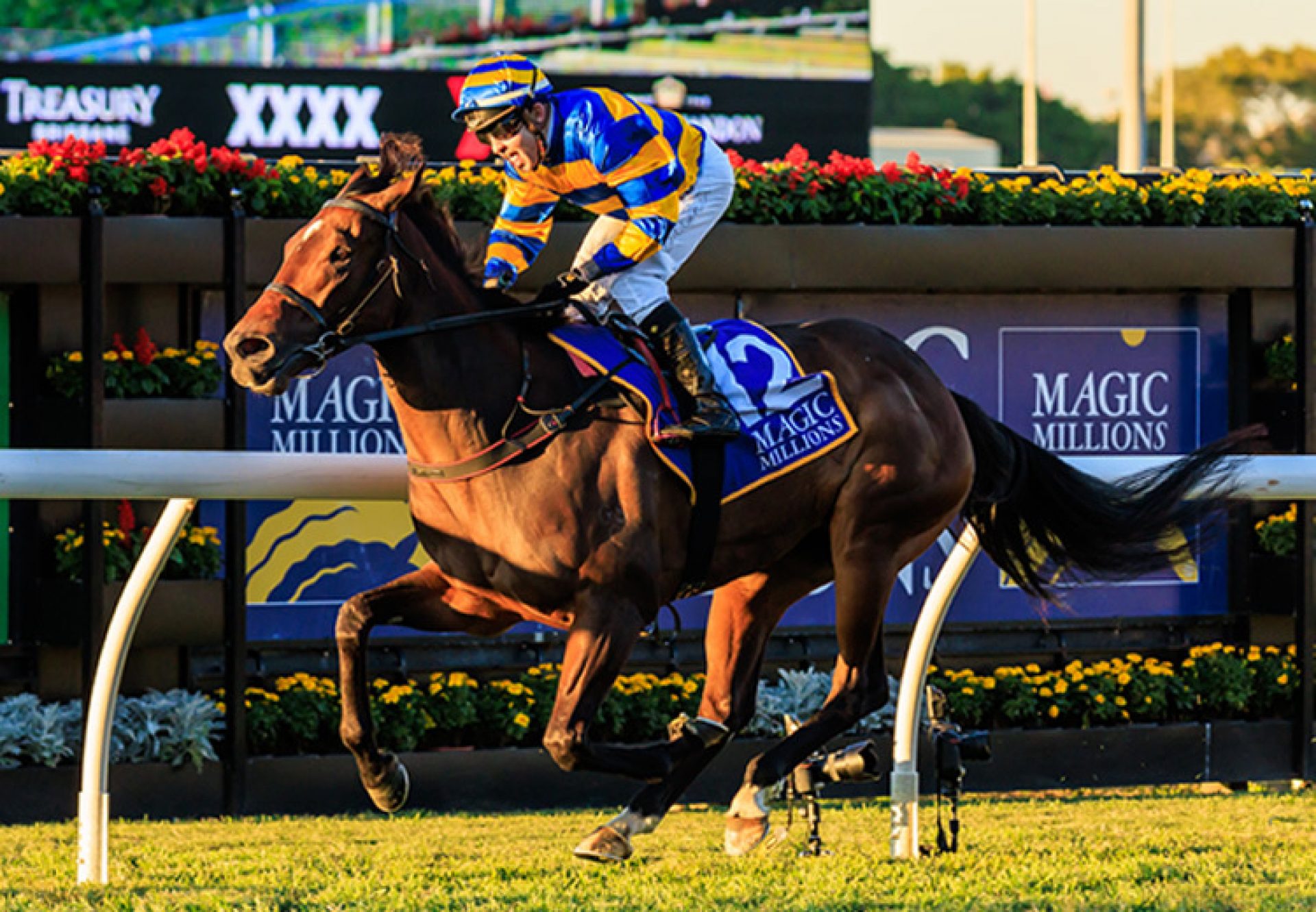 Palaisipan (So You Think) winning the Gr.2 Dane Ripper Stakes