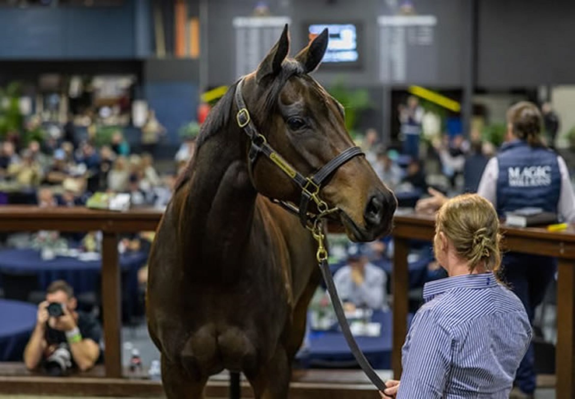 Paris Dior (Pierro) selling for $1.6 million at the Magic Millions National Broodmare Sale