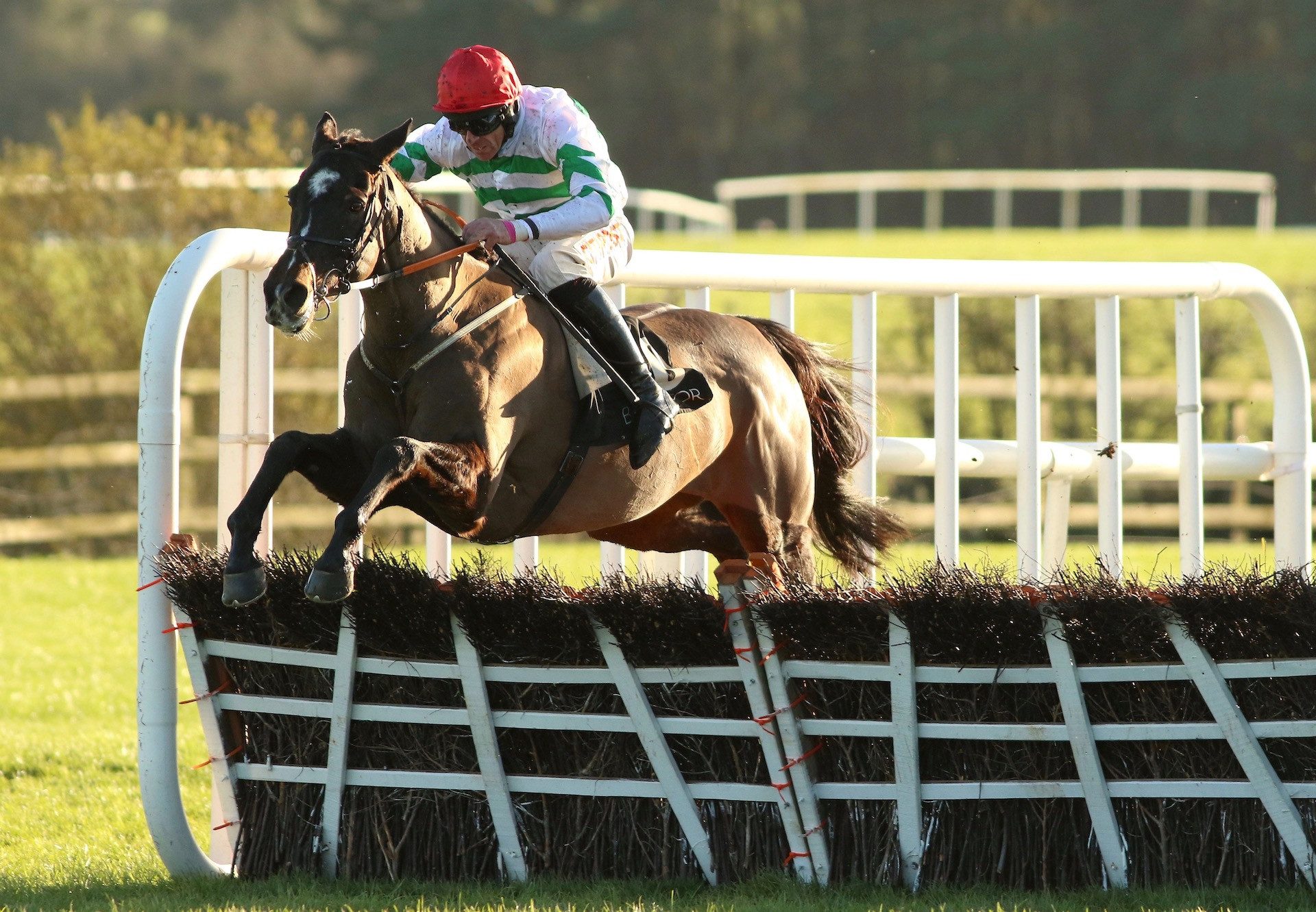 Party Central (Yeats) Wins The Listed Mares Novice Hurdle At Punchestown