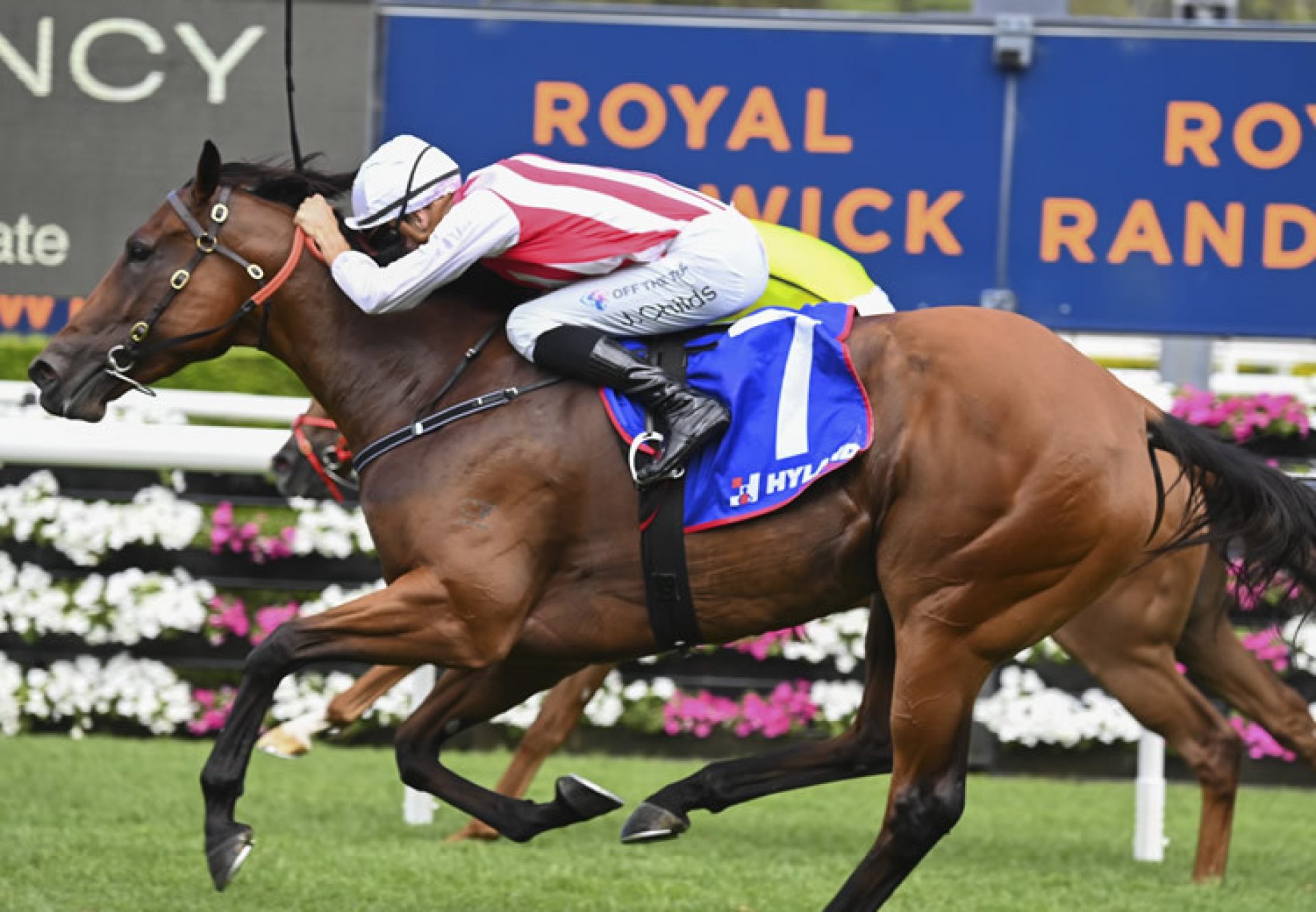Passive Aggressive (Fastnet Rock) wins the Gr.2 ATC Challenge Stakes at Randwick