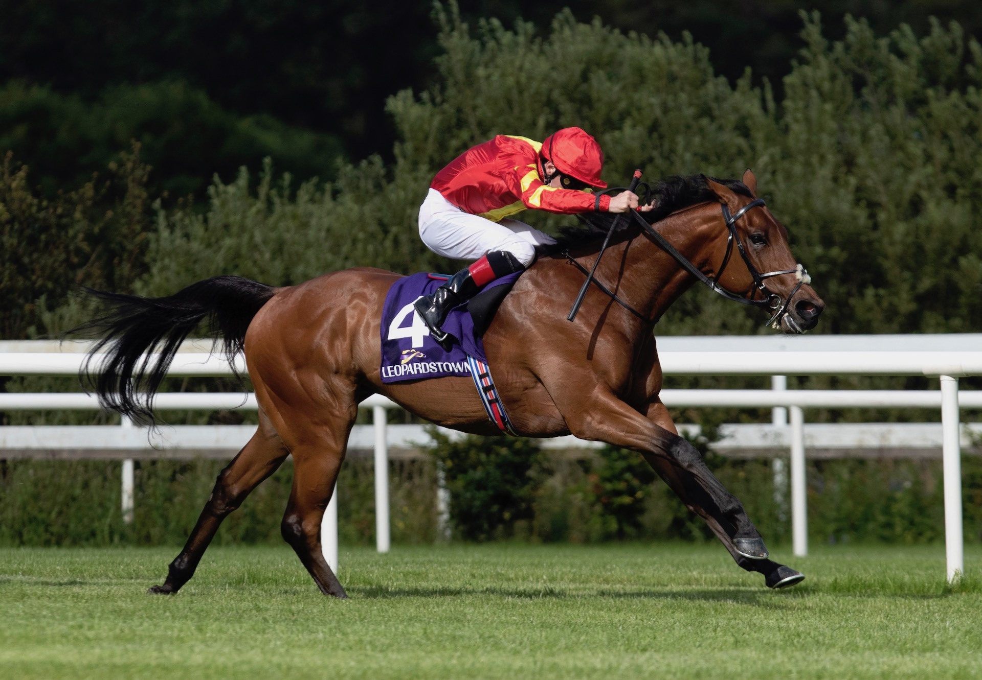 Patrick Sarsfield (Australia) Wins The Gr.3 Meld Stakes at Leopardstown