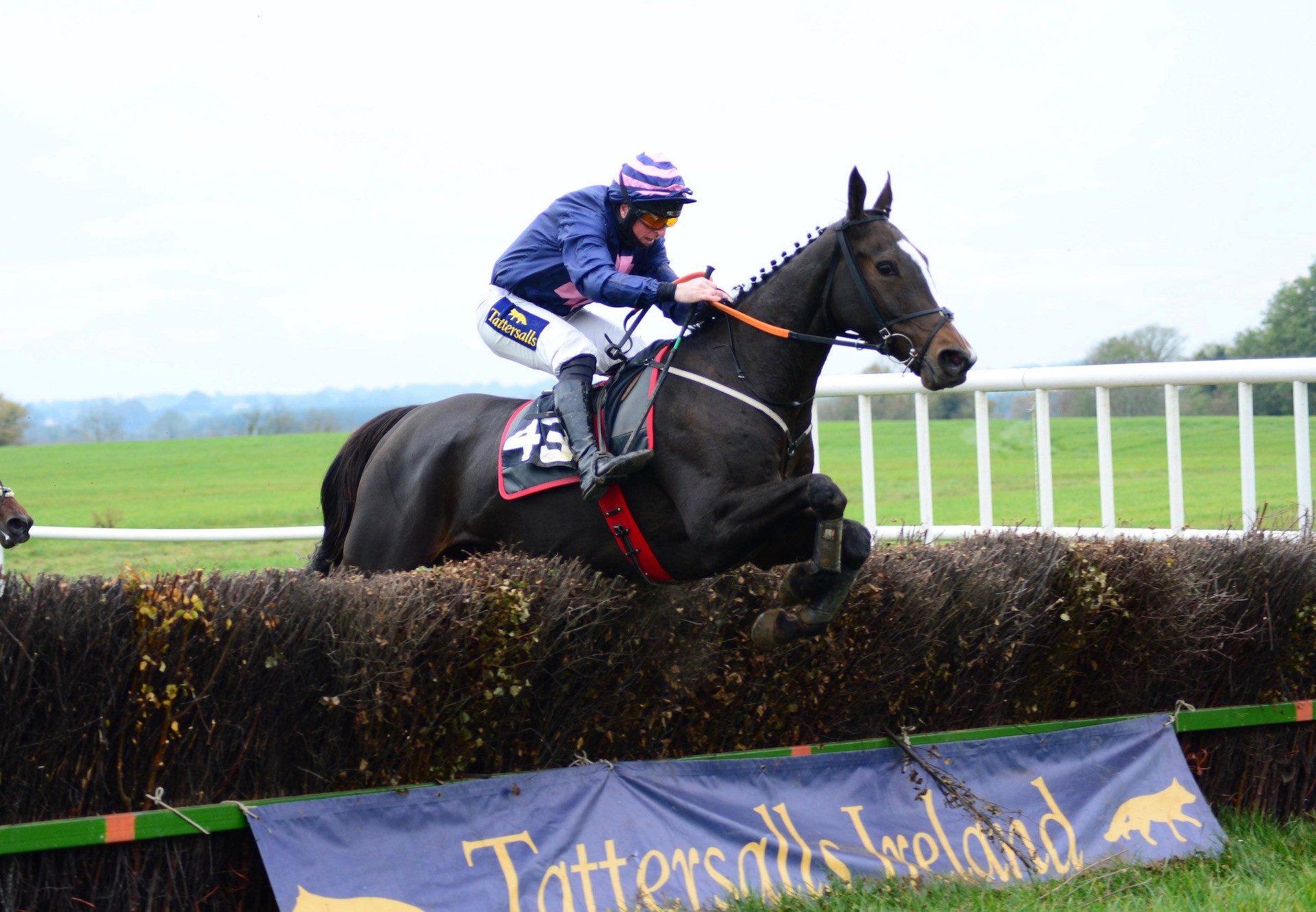 Percy Warner (Ocovango) Wins The 4YO Maiden At Umma House