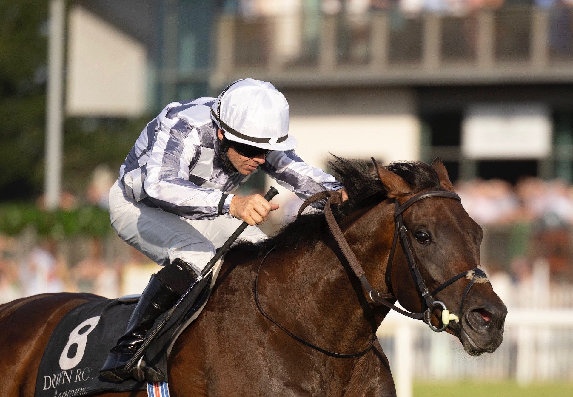 Perotan (Churchill) Wins Her Majestys Plate At Down Royal