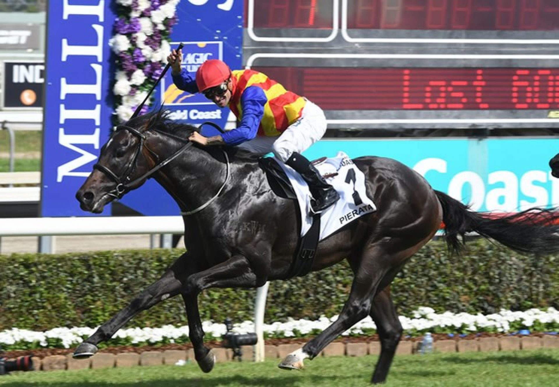 Pierata (Pierro) winning the Gold Coast Magic Millions 3YO Guineas