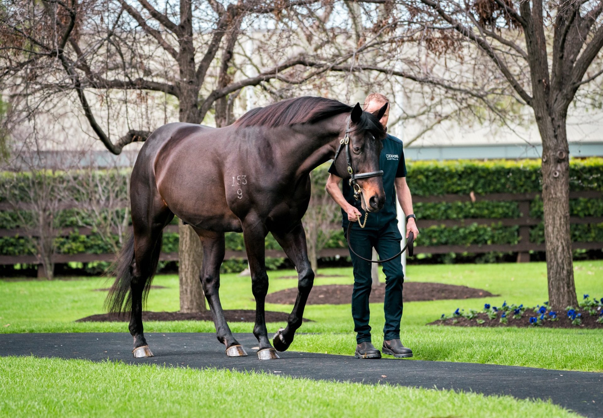 Pierro walking