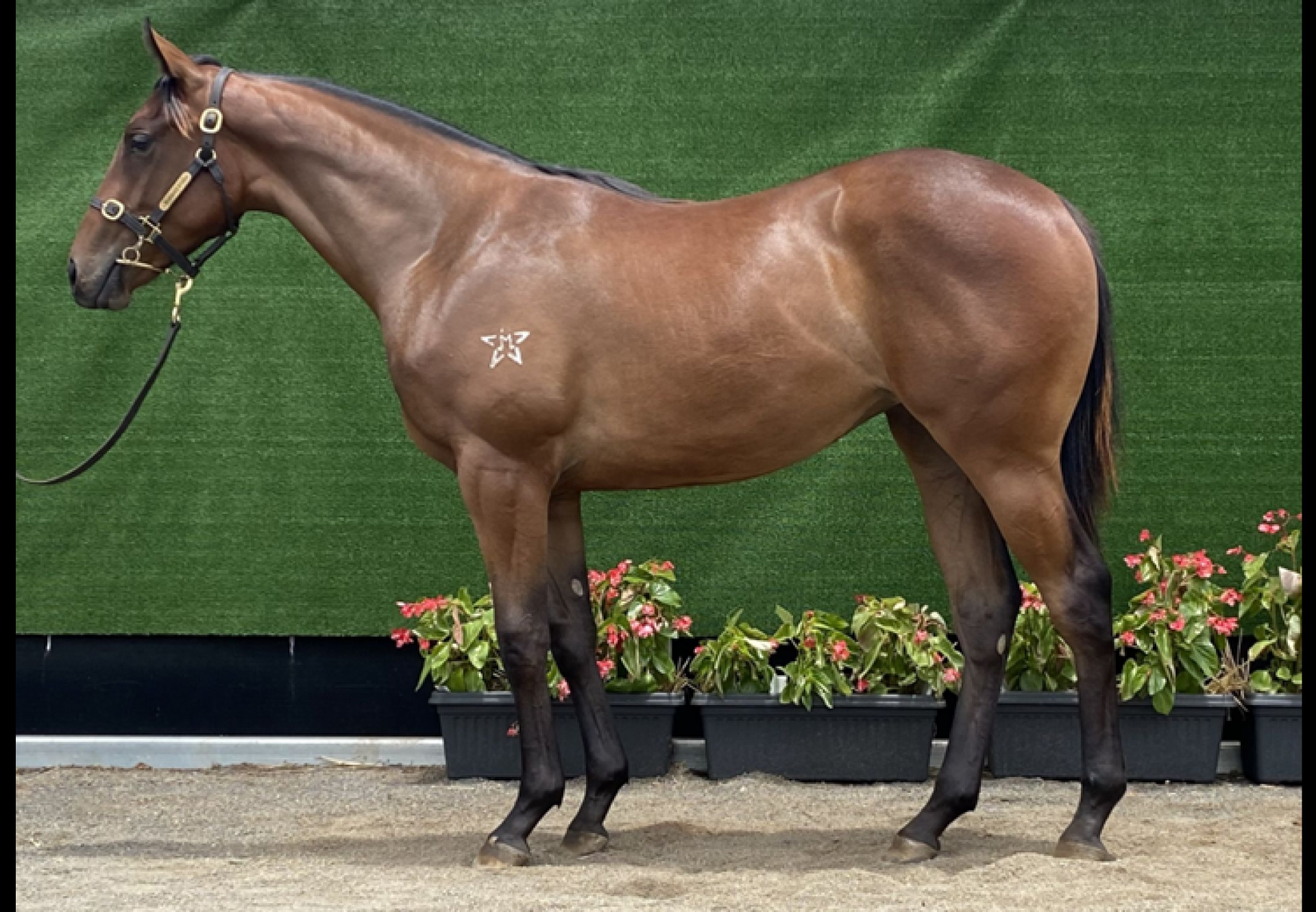 Pierro X Entrancing yearling filly