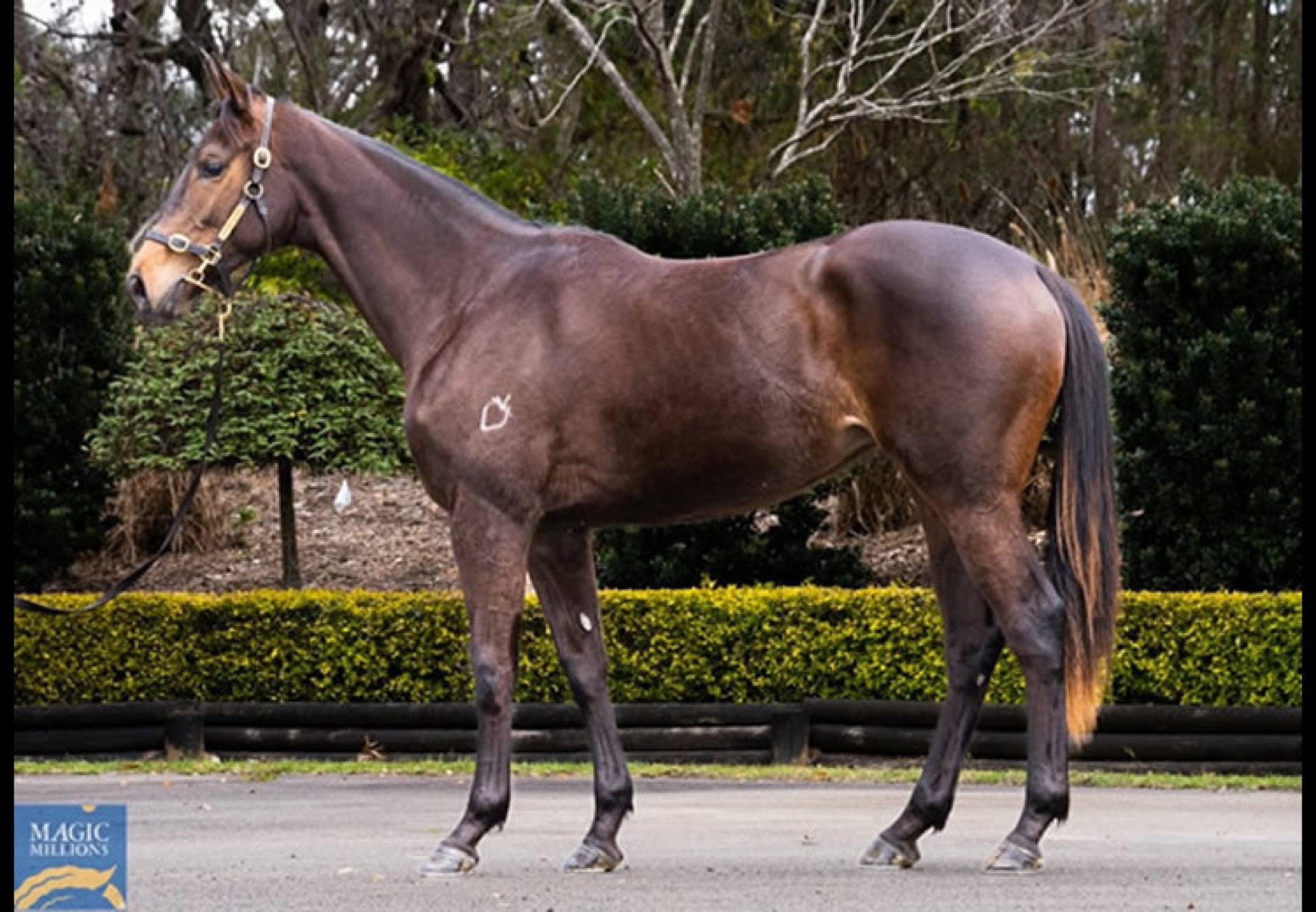 Pierro X Dear Demi 2YO filly