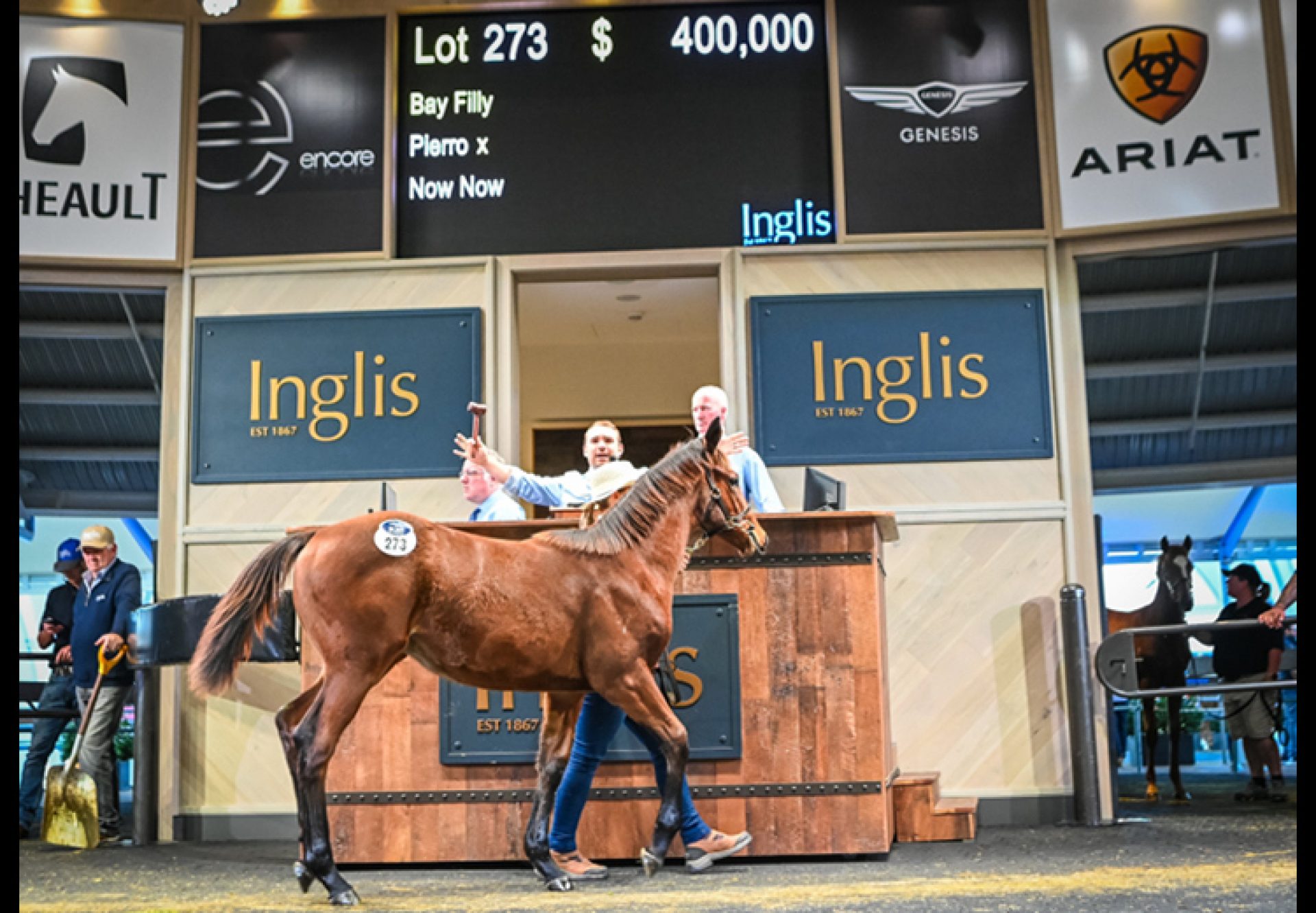 Pierro X Now Now selling for $400,000 at Inglis Weanling Sale