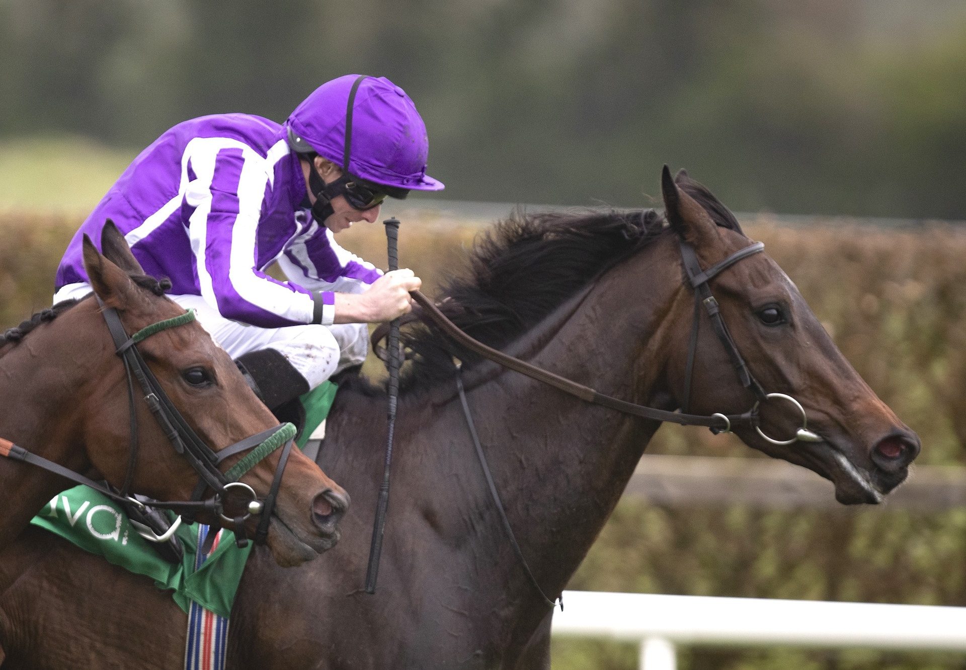 Pink Dogwood (Camelot) Wins The Salsabil Stakes at Navan