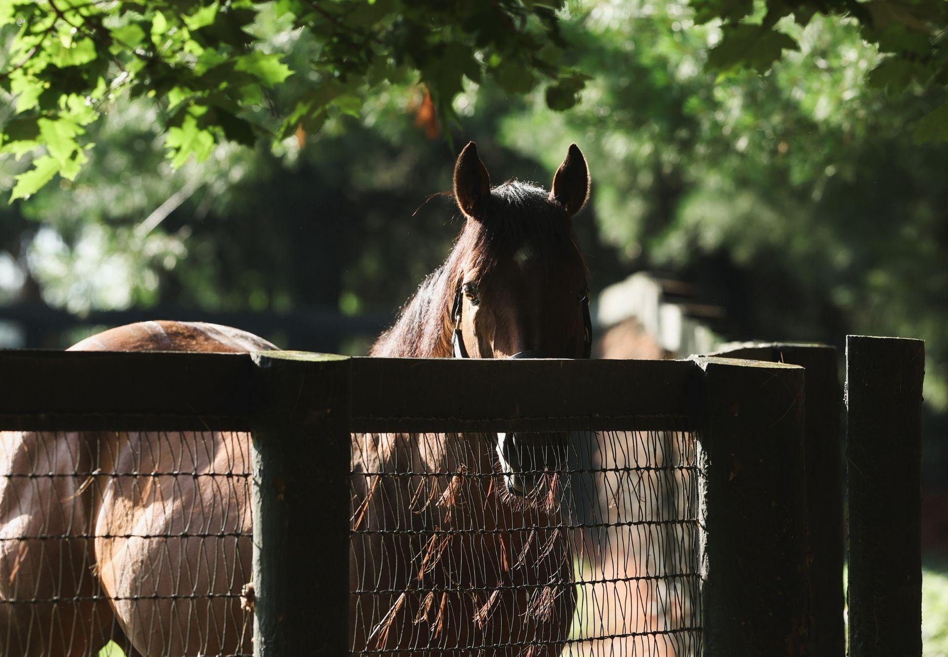 Practical Joke paddock