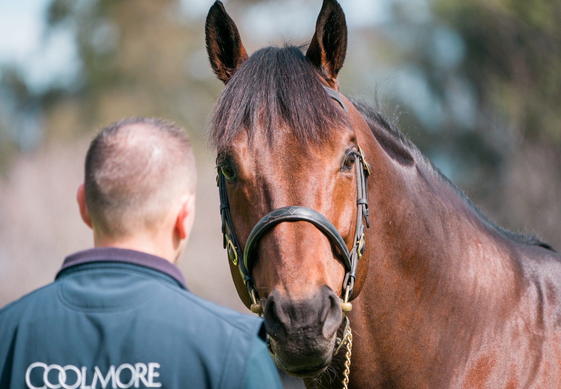 Pride Of Dubai head shot