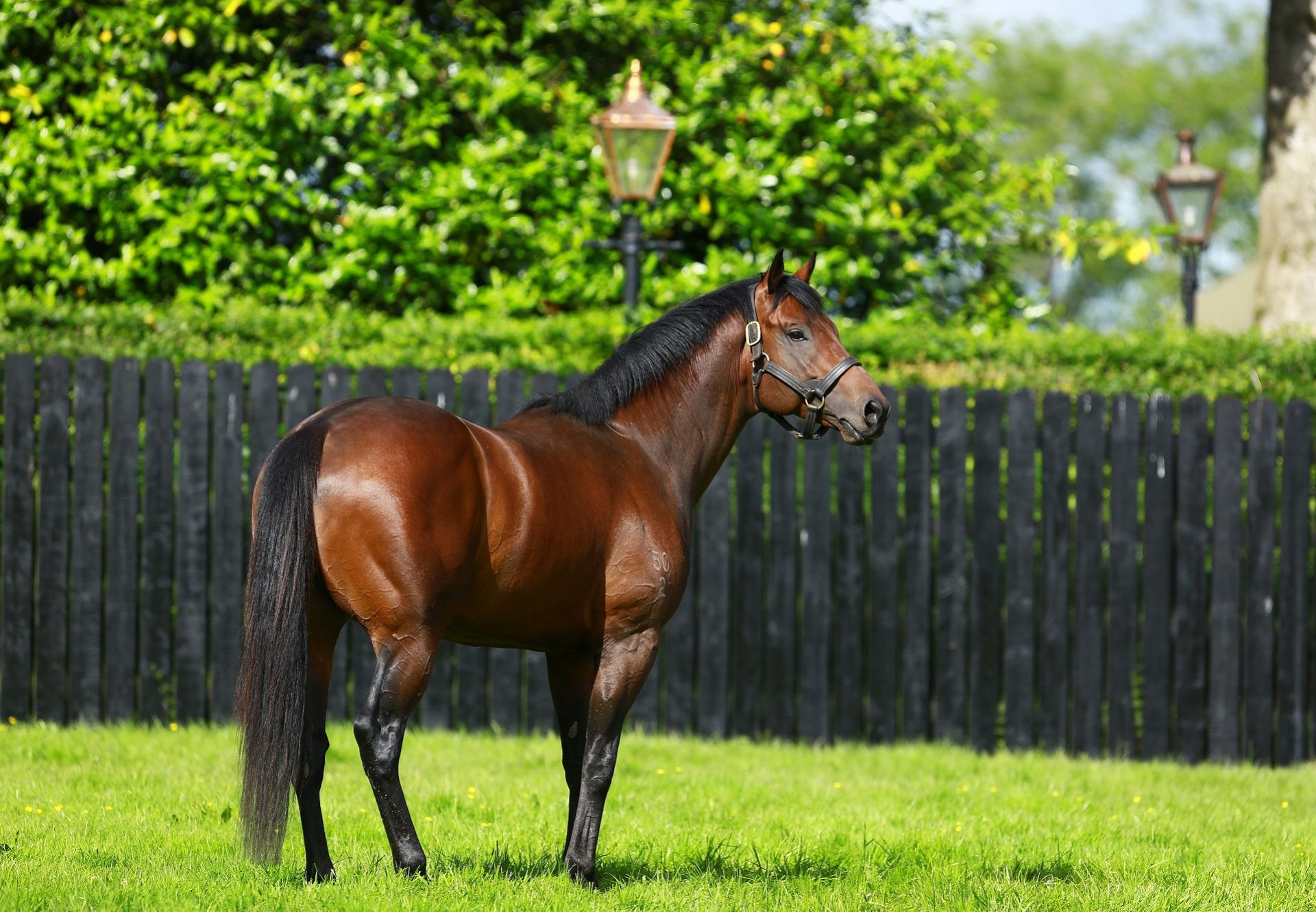 Pride Of Dubai Paddock