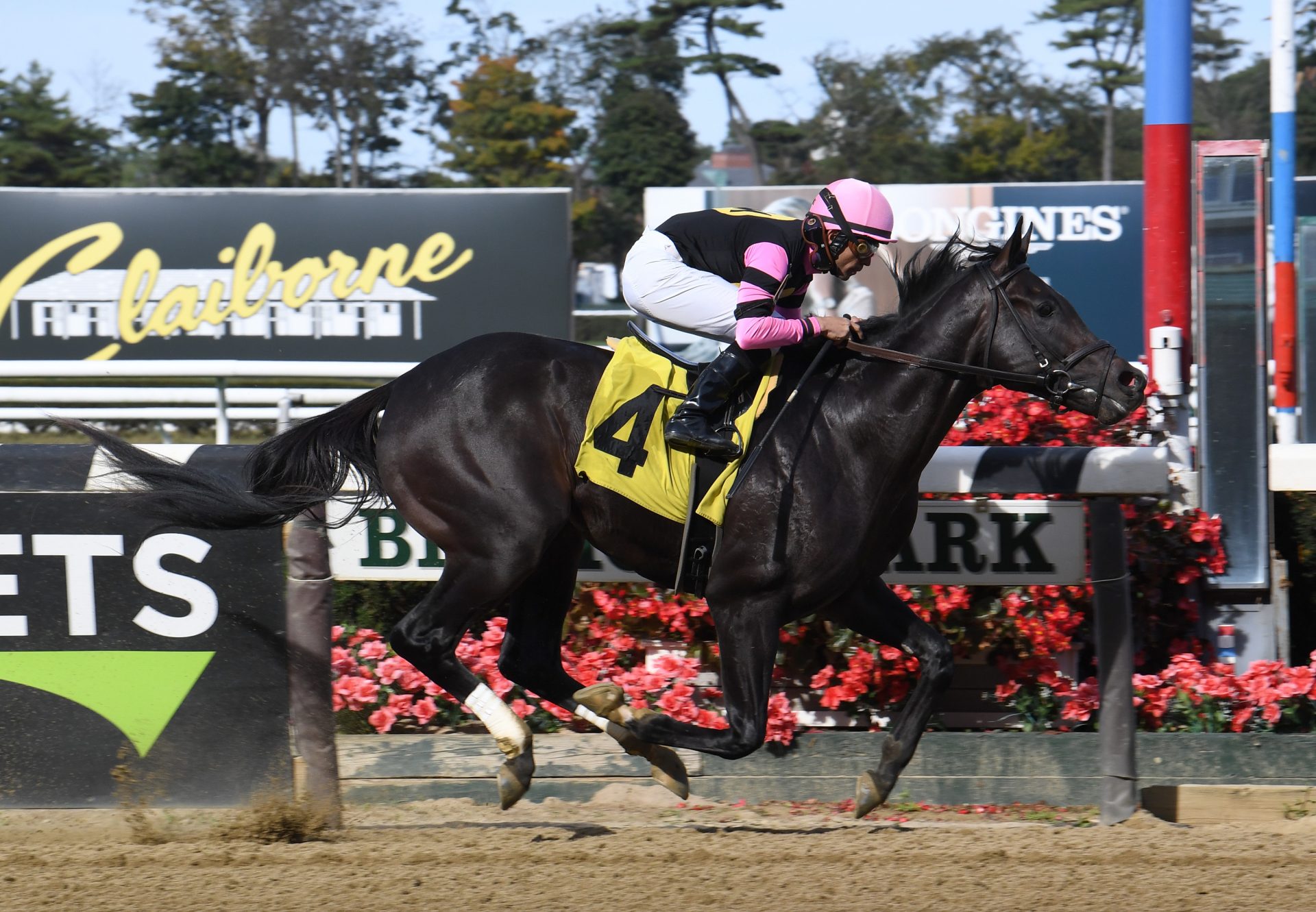 Prince Of Pharoahs (American Pharoah) winning a MSW at Belmont Park