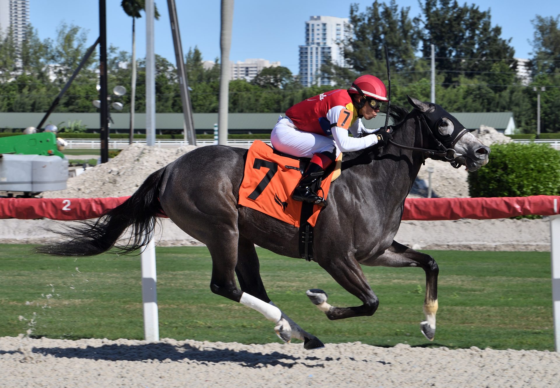 Princess Cupid (Cupid) winning Gulfstream Maiden