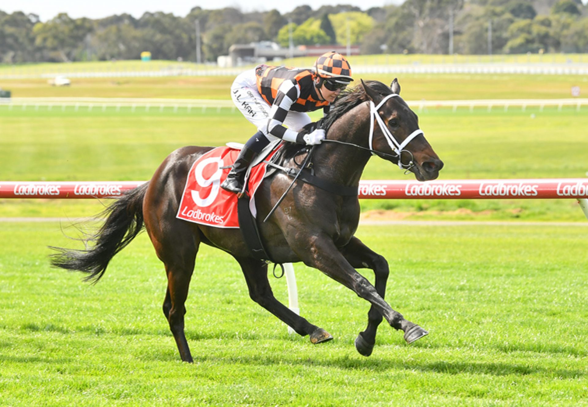 Prinzerro (Pierro) winning at Sandown