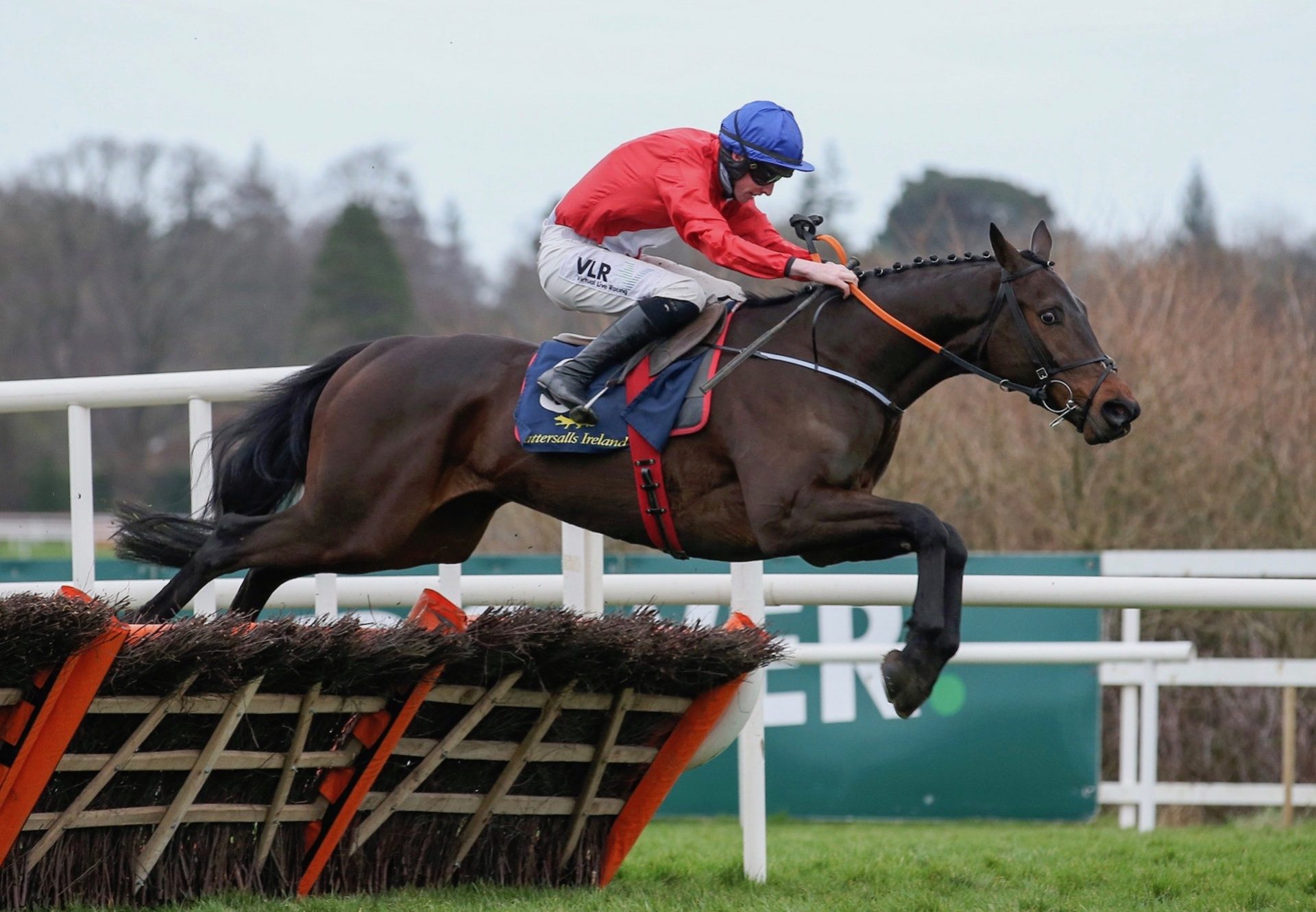 Quilixios (Maxios) Wins The Grade 1 Spring Juvenile Hurdle at Leopardstown