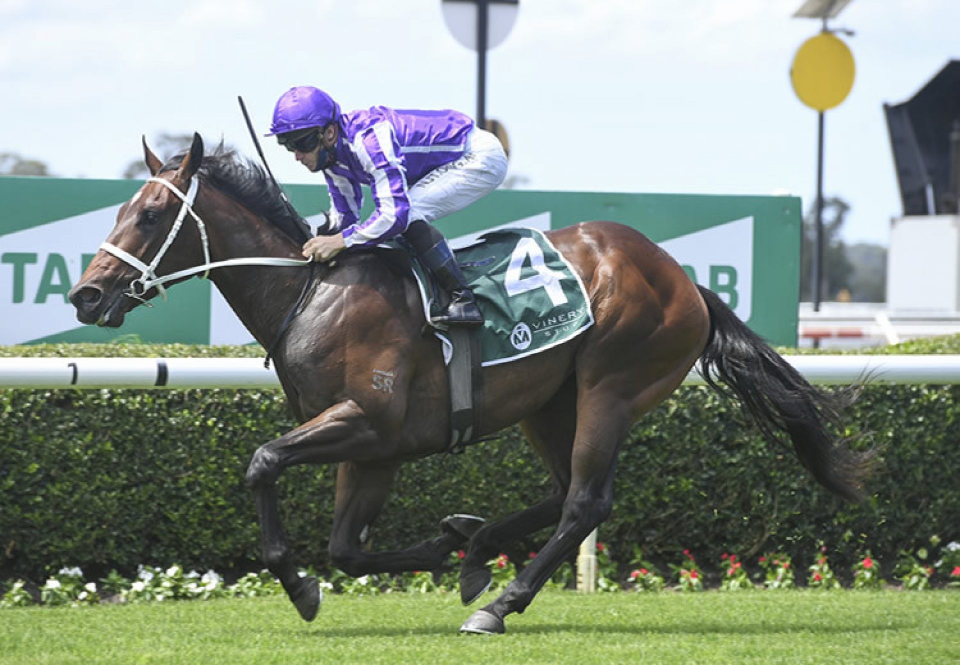 Ranch Hand (Fastnet Rock) winning at Warwick Farm