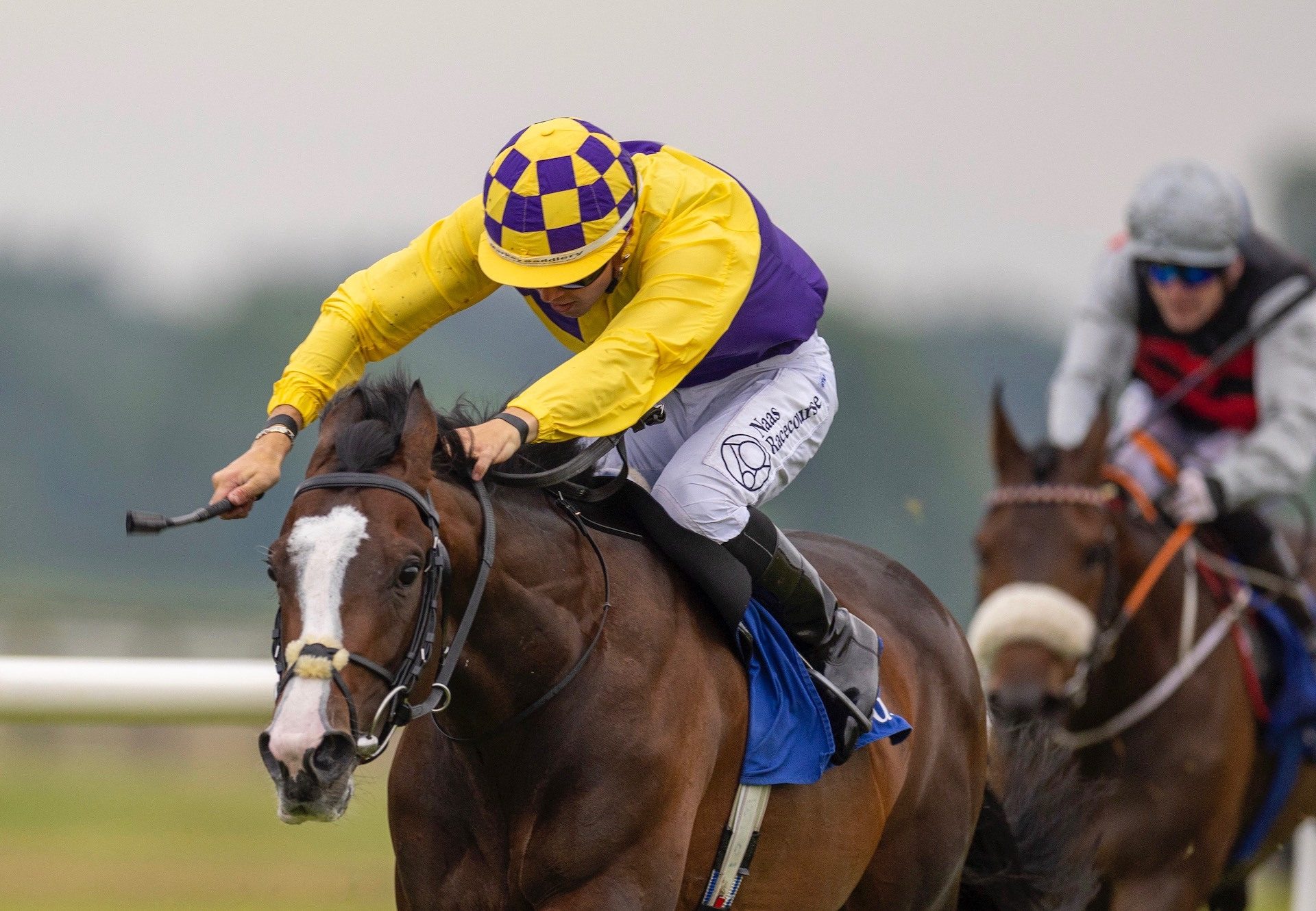 Rapparee Champ (Churchill) Wins His Maiden at Fairyhouse