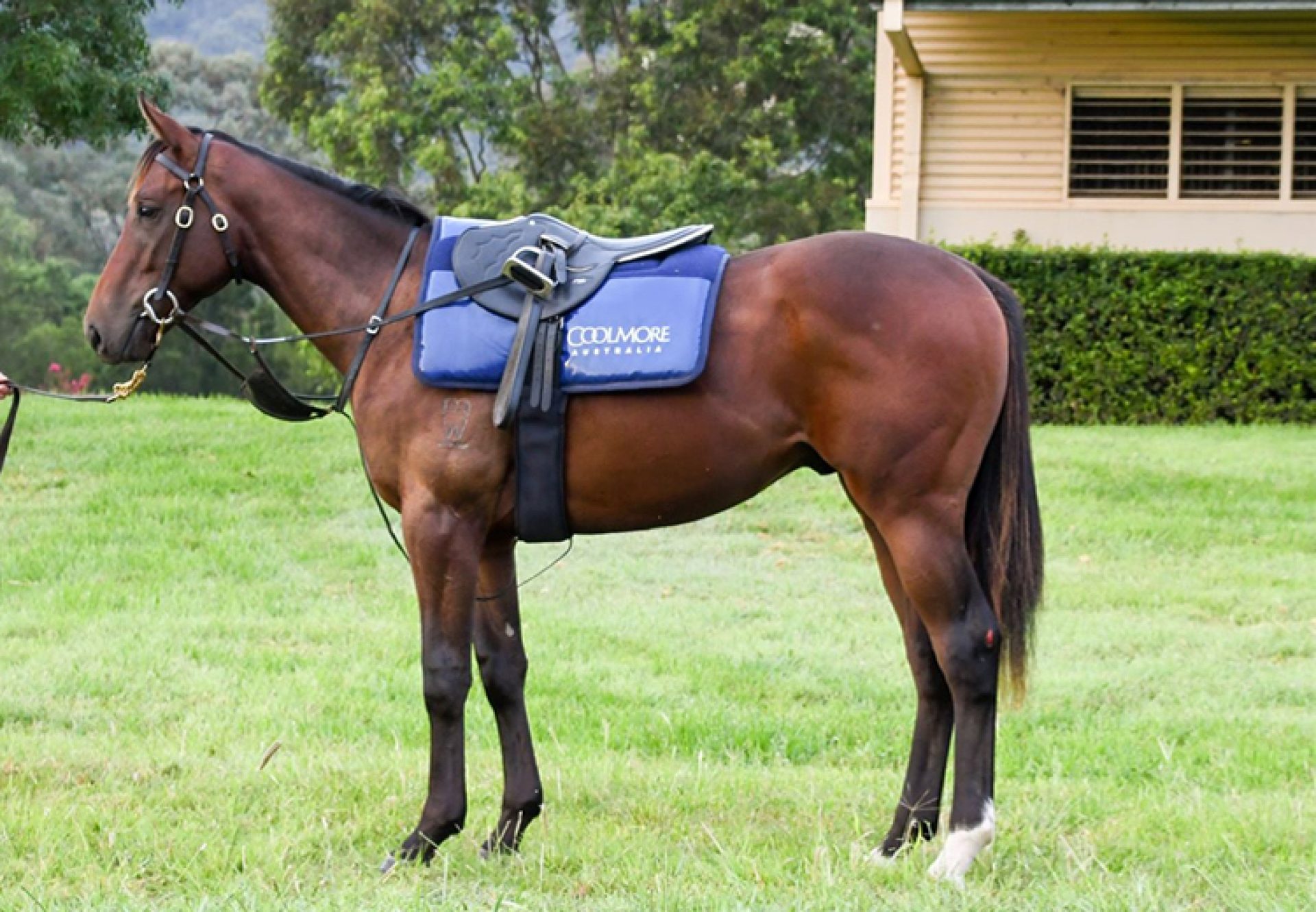 Riff Rocket (American Pharoah) at Coolmore