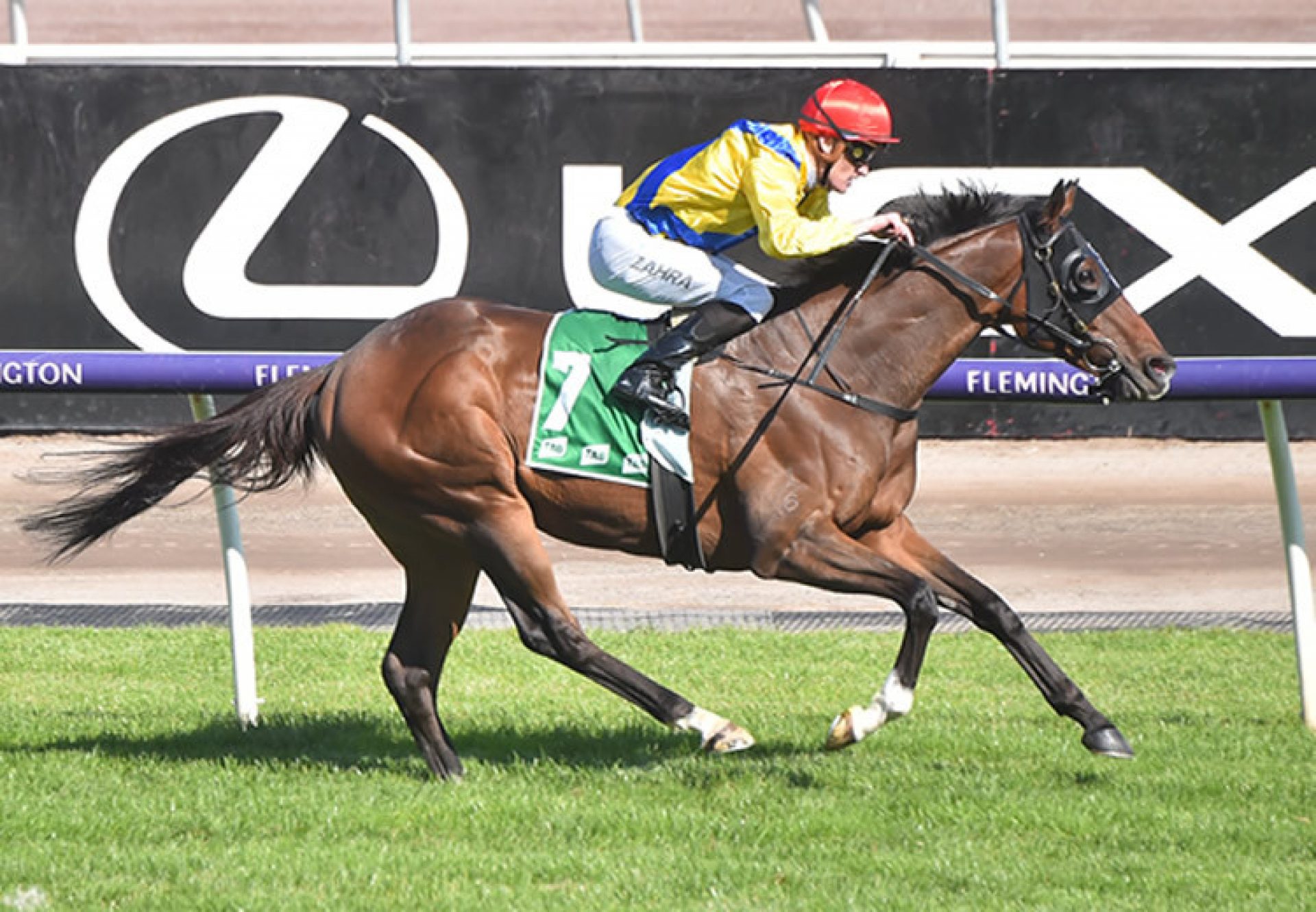 Right You Are (So You Think) winning the Australian Cup Prelude at Flemington