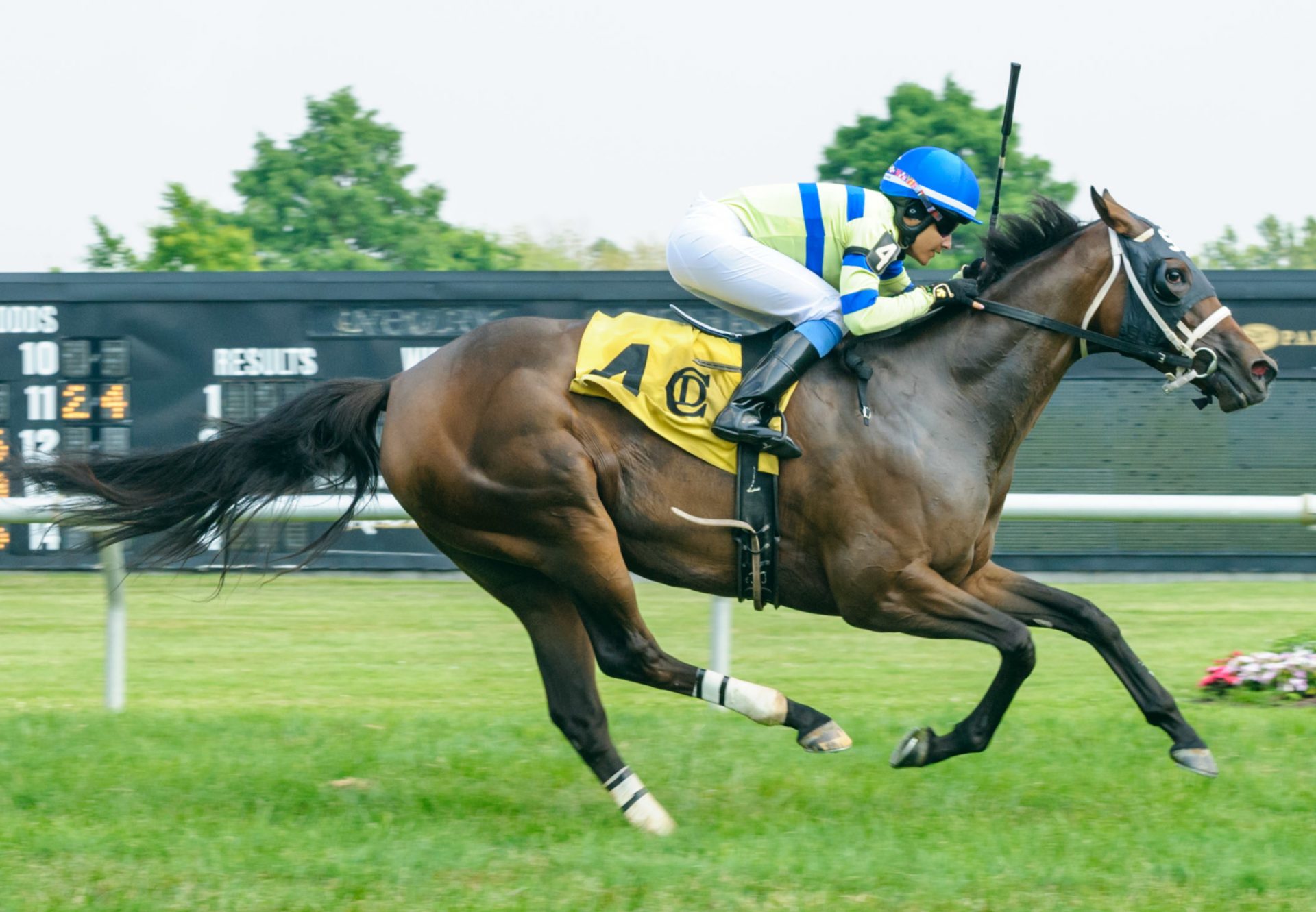 Rising Bella (Munnings) winning the Peach Blossom Stakes at Delaware Park