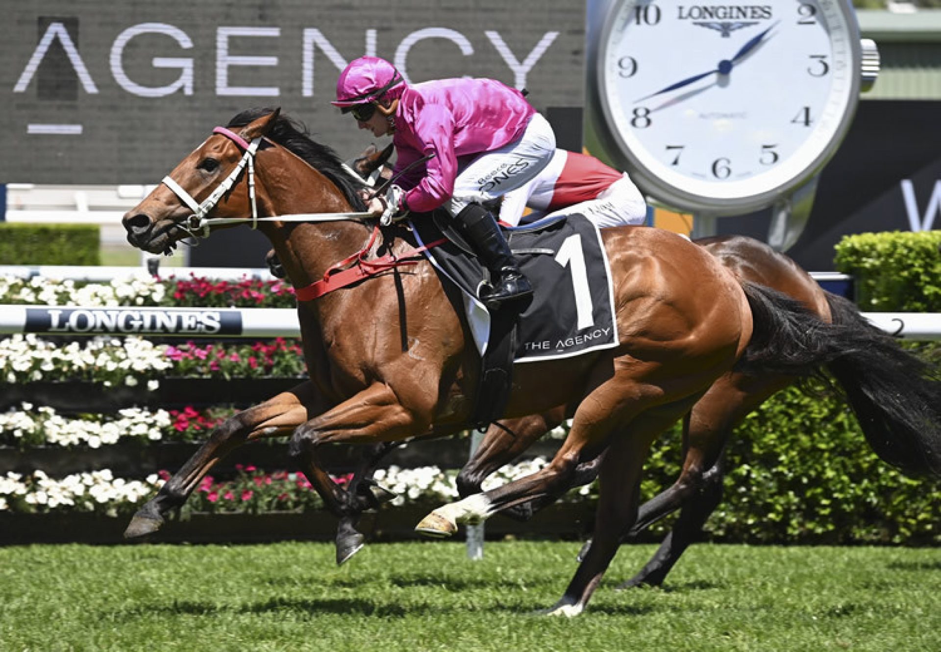 Robusto (Churchill) winning at Flemington