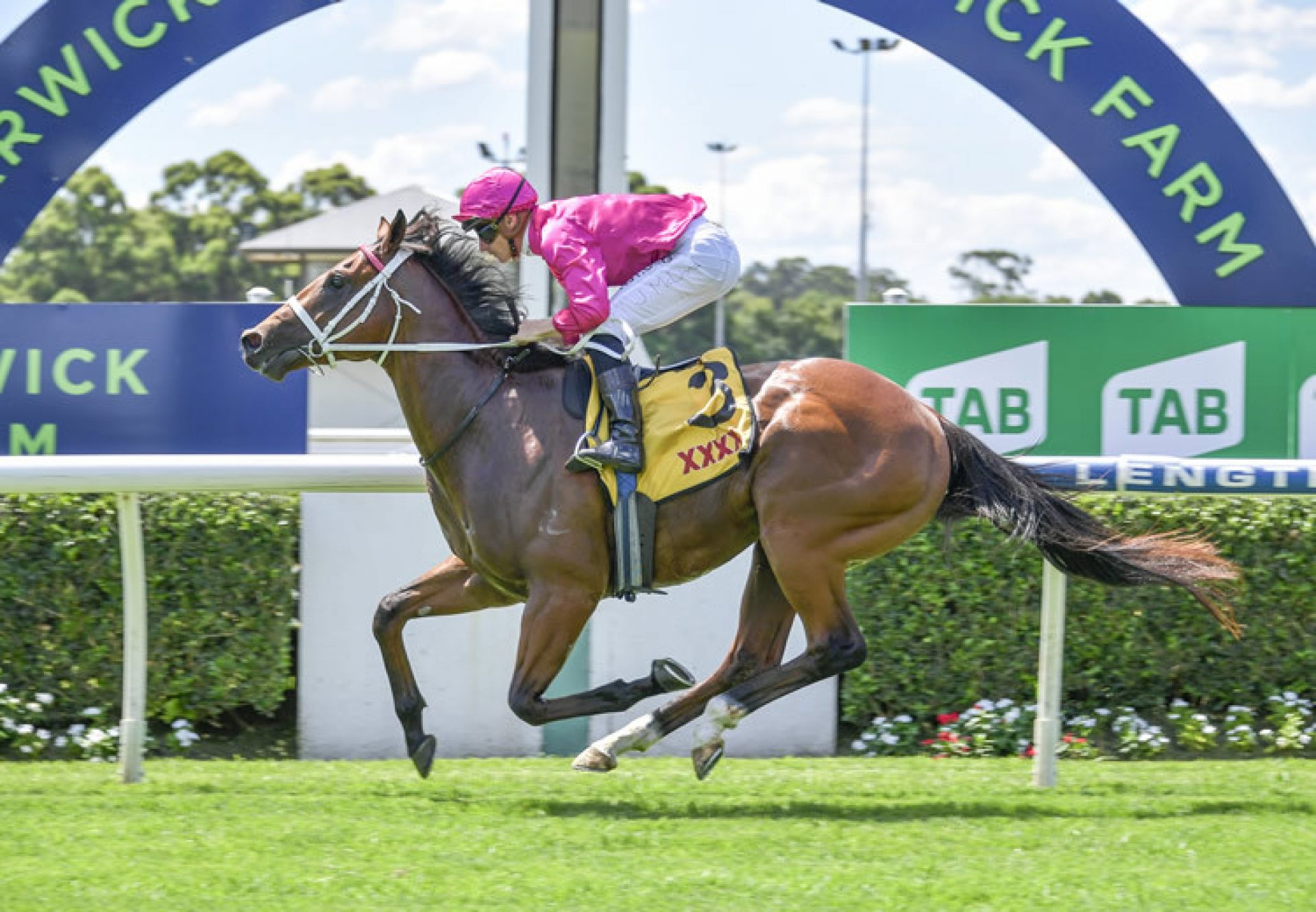 Robusto (Churchill) winning at Warwick Farm