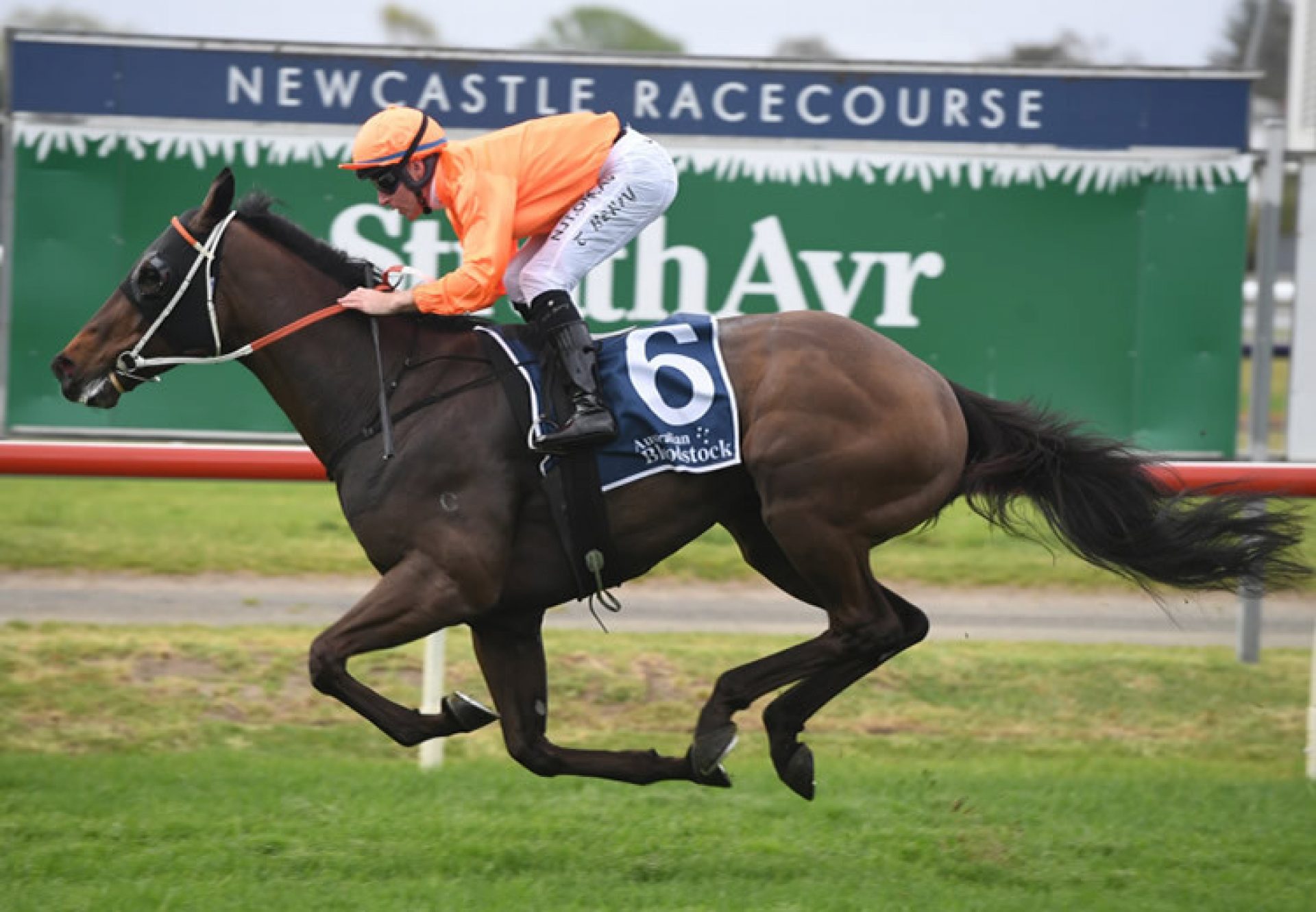 Rock (Pierro) winning the Gr.3 Cameron Handicap at Newcastle